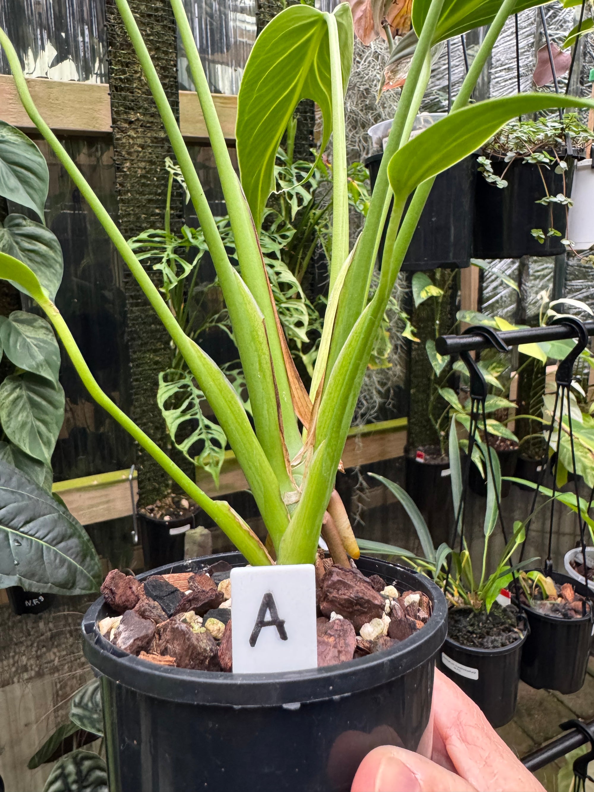 Monstera 'Burle Marx' Flame