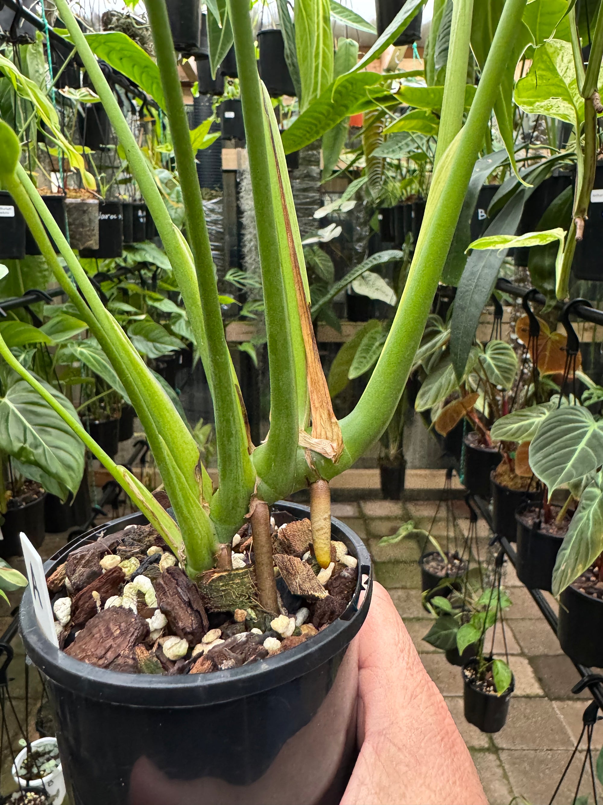 Monstera 'Burle Marx' Flame