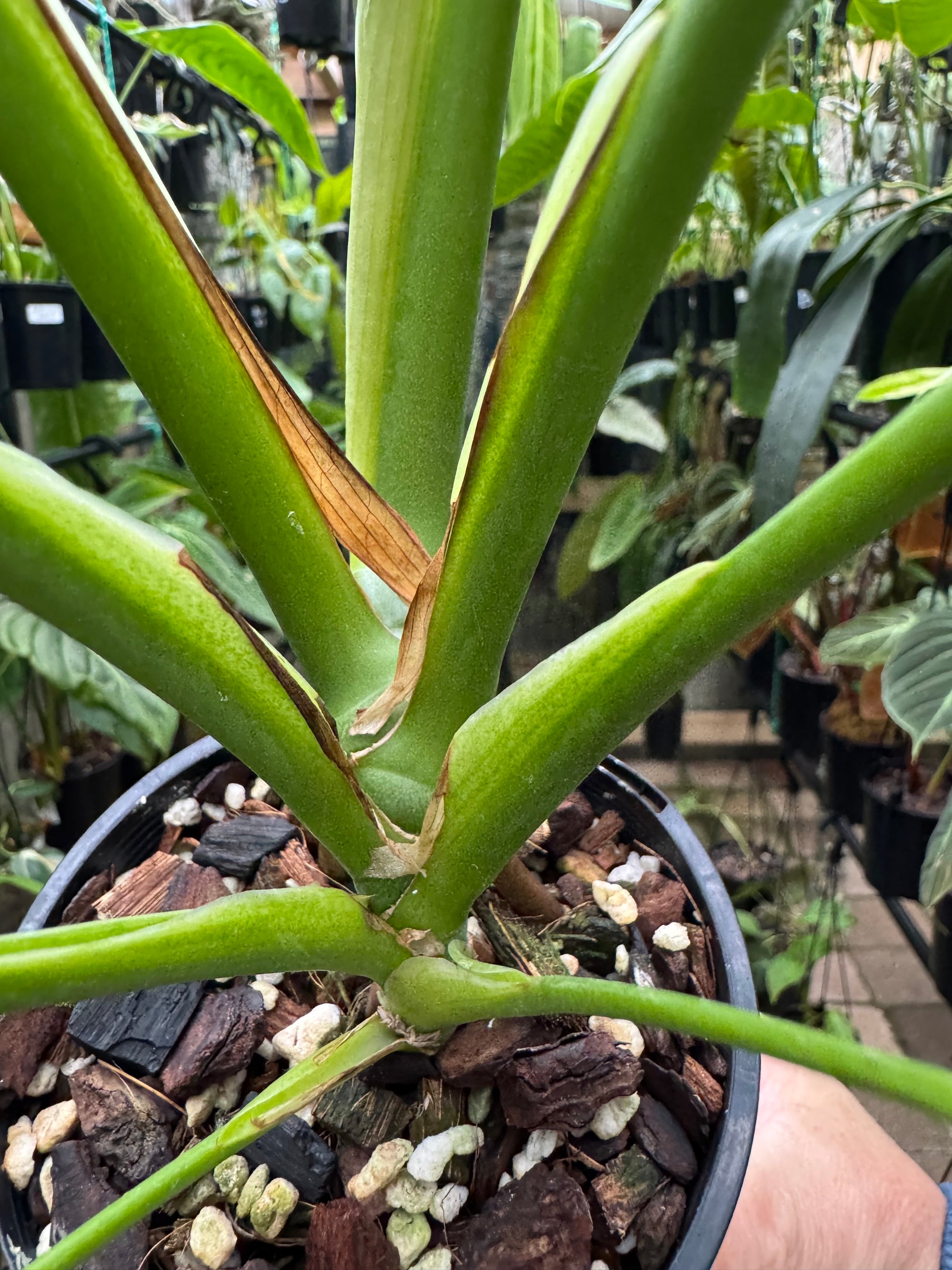Monstera 'Burle Marx' Flame