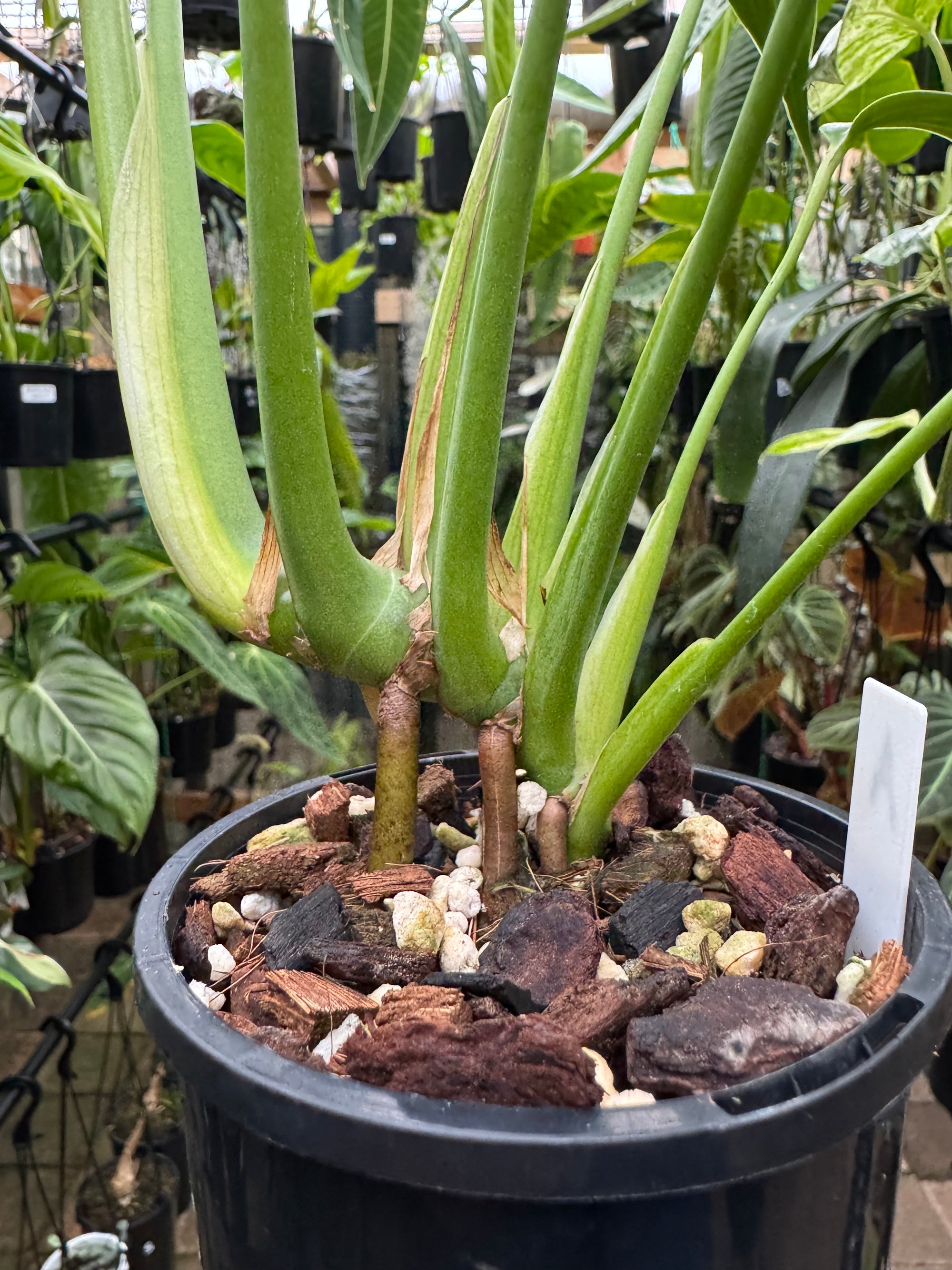 Monstera 'Burle Marx' Flame