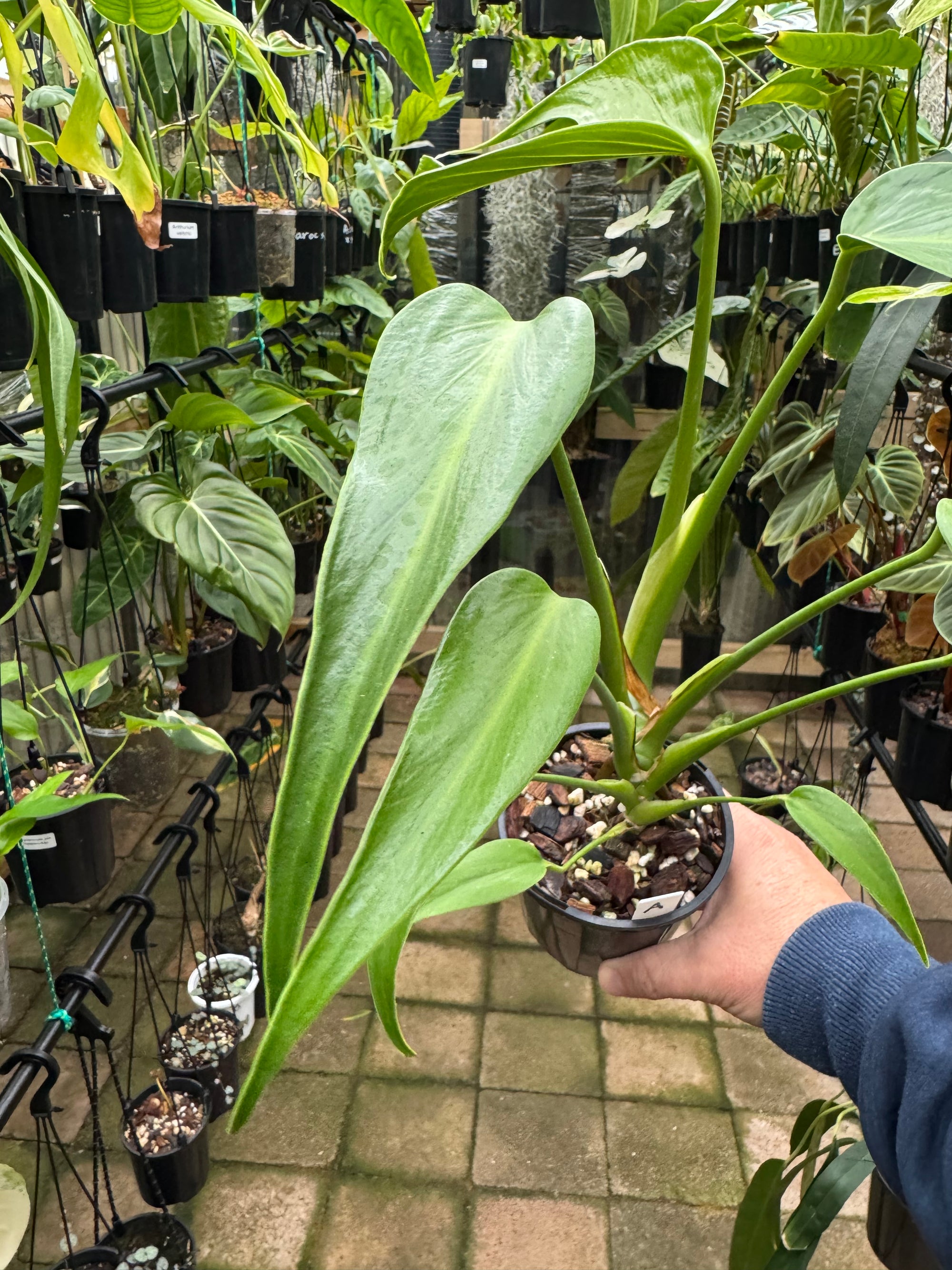 Monstera 'Burle Marx' Flame