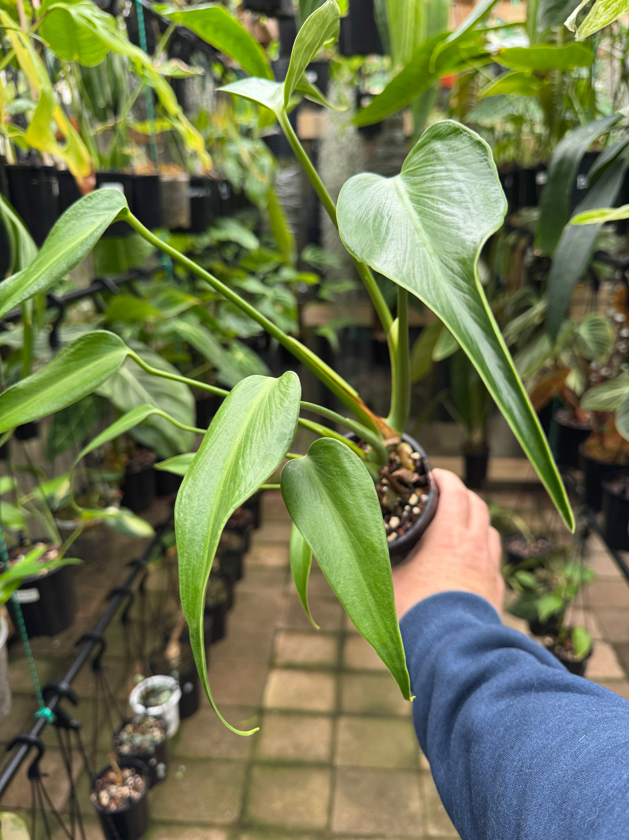 Monstera 'Burle Marx' Flame