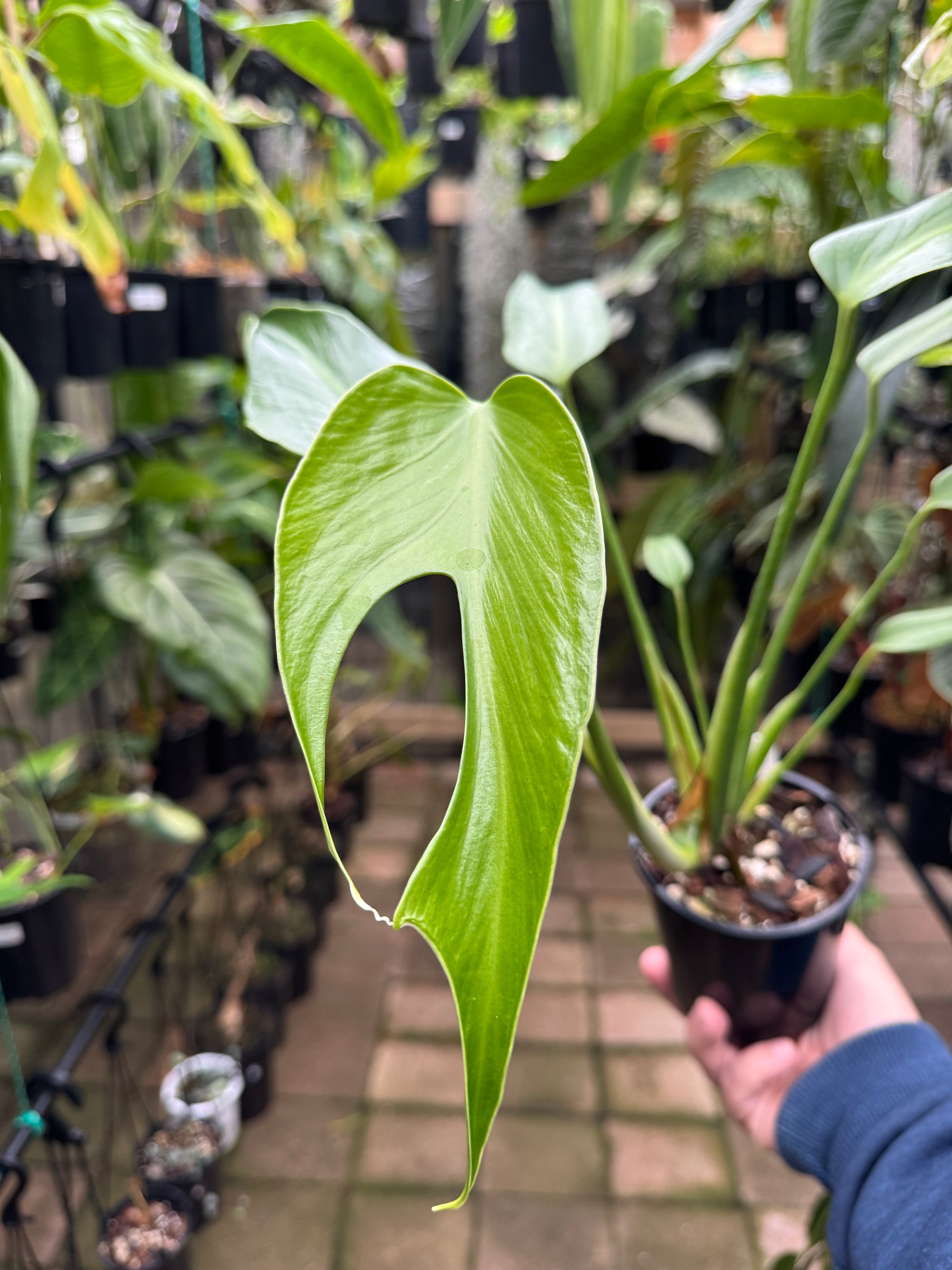 Monstera 'Burle Marx' Flame