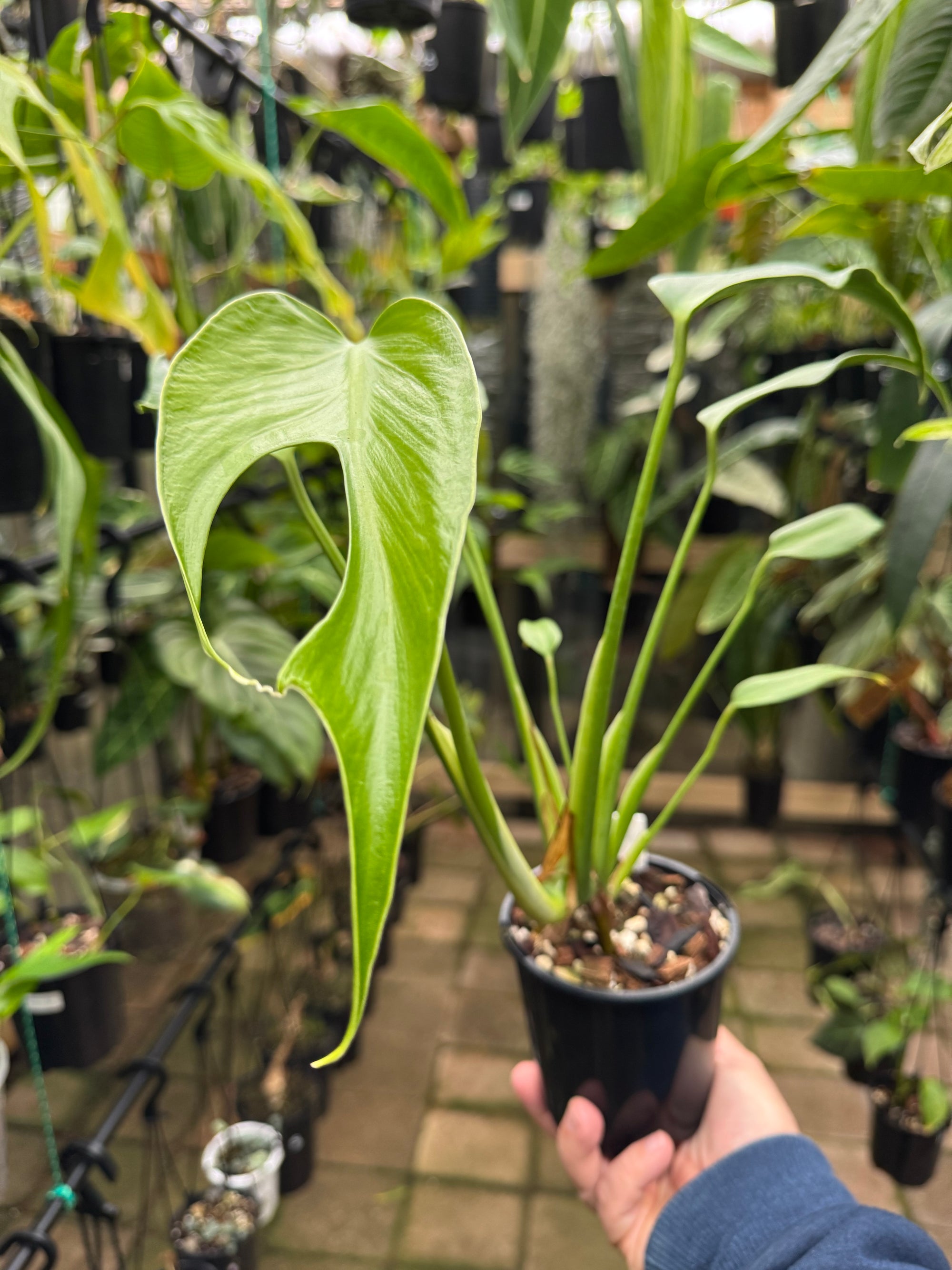 Monstera 'Burle Marx' Flame