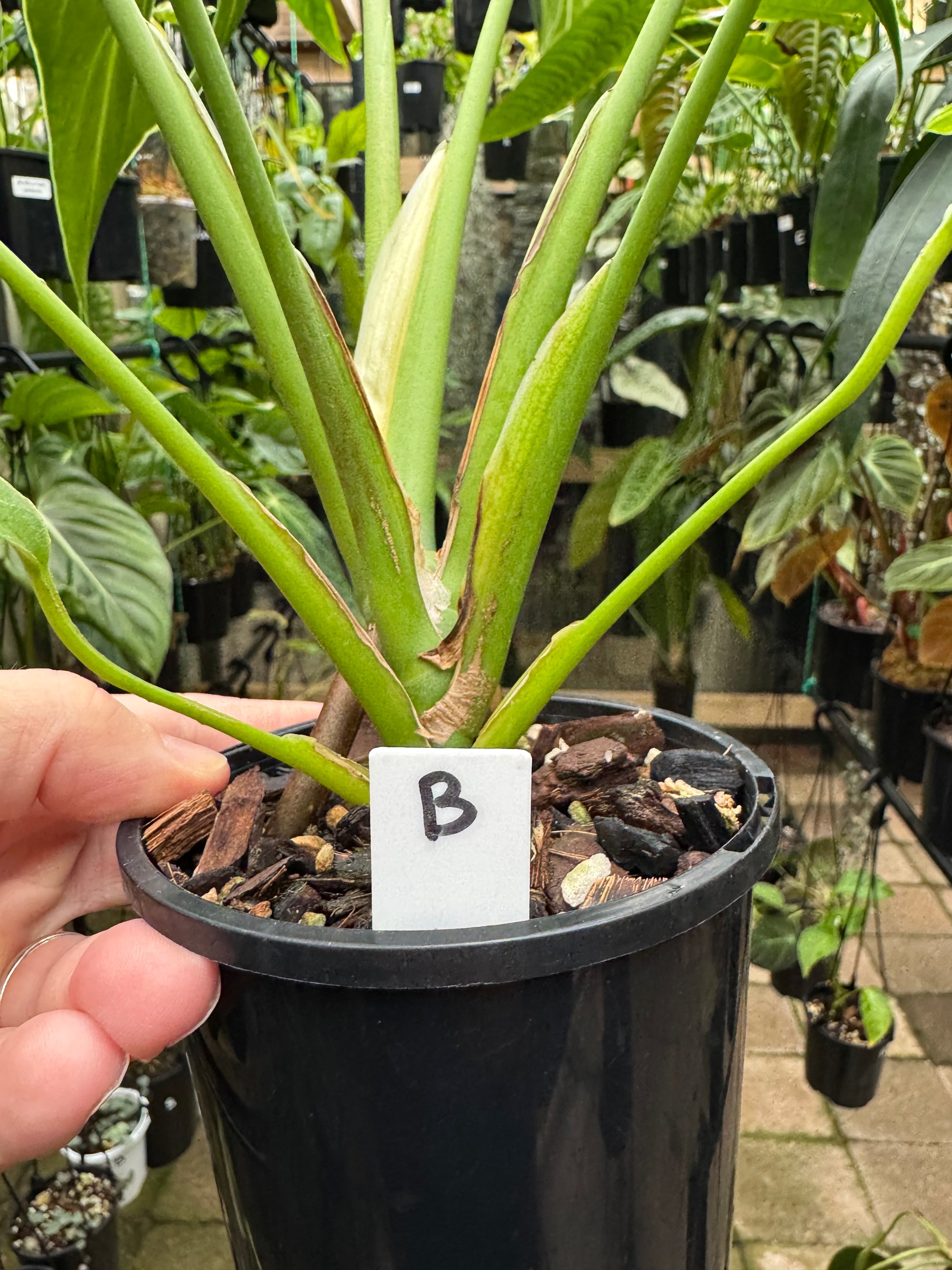 Monstera 'Burle Marx' Flame - Plant B