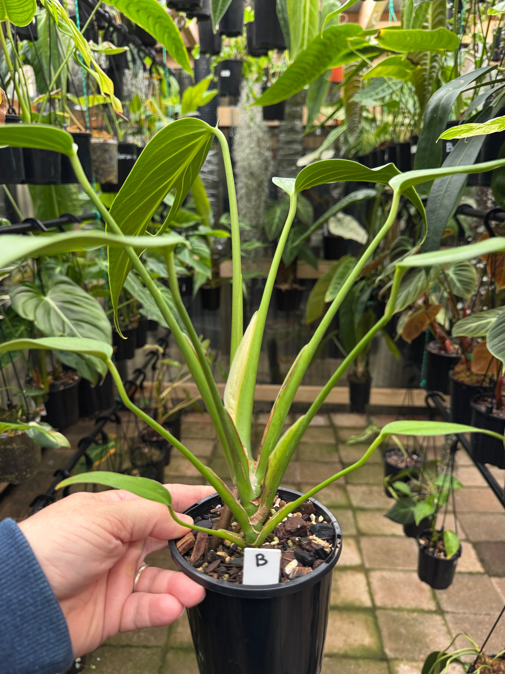 Monstera 'Burle Marx' Flame - Plant B