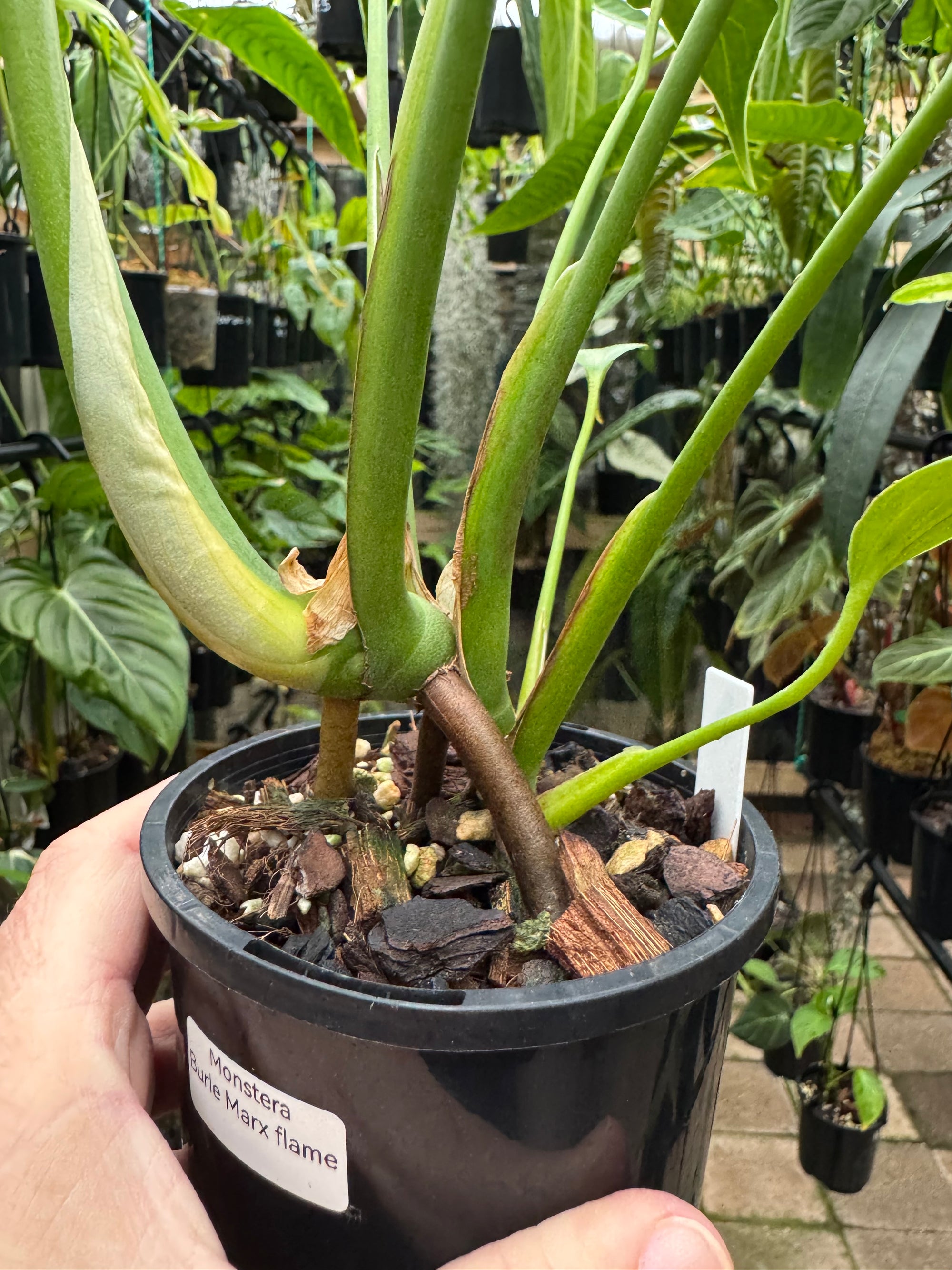 Monstera 'Burle Marx' Flame - Plant B