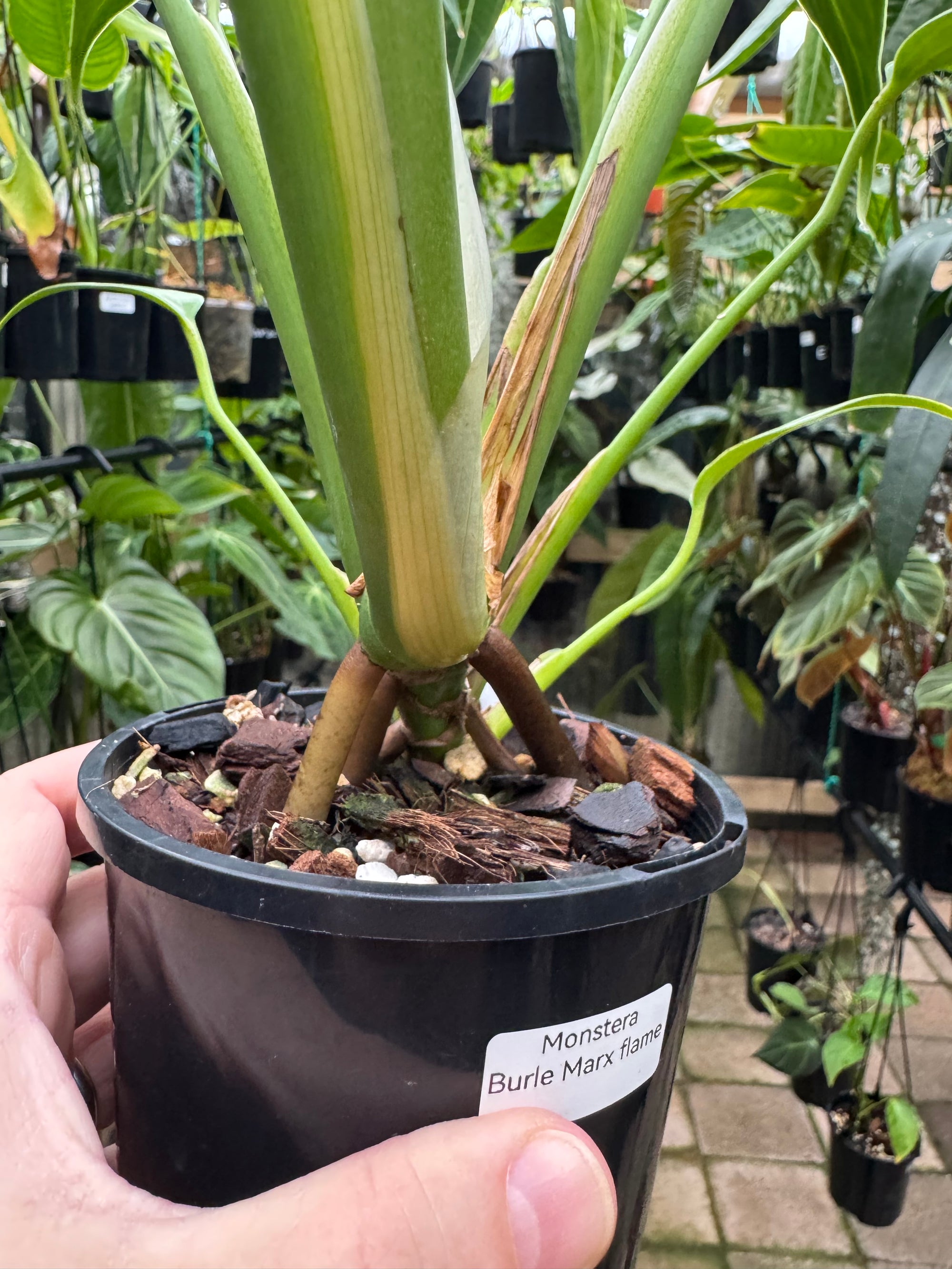 Monstera 'Burle Marx' Flame - Plant B