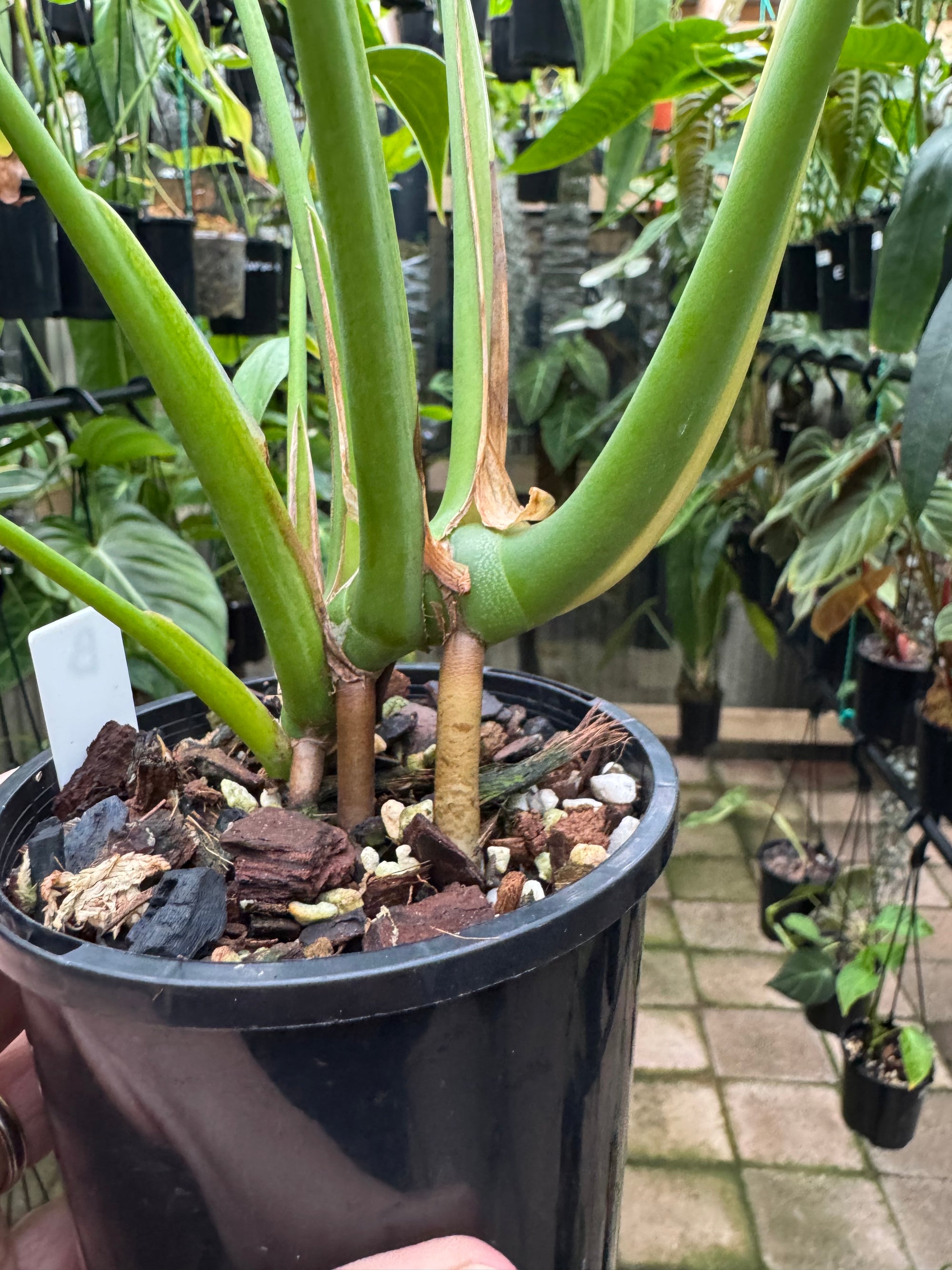 Monstera 'Burle Marx' Flame - Plant B