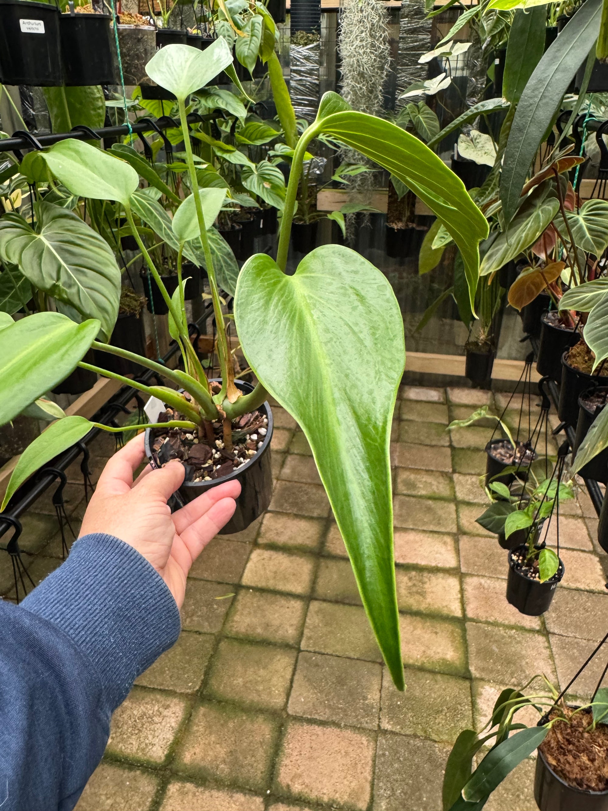 Monstera 'Burle Marx' Flame - Plant B