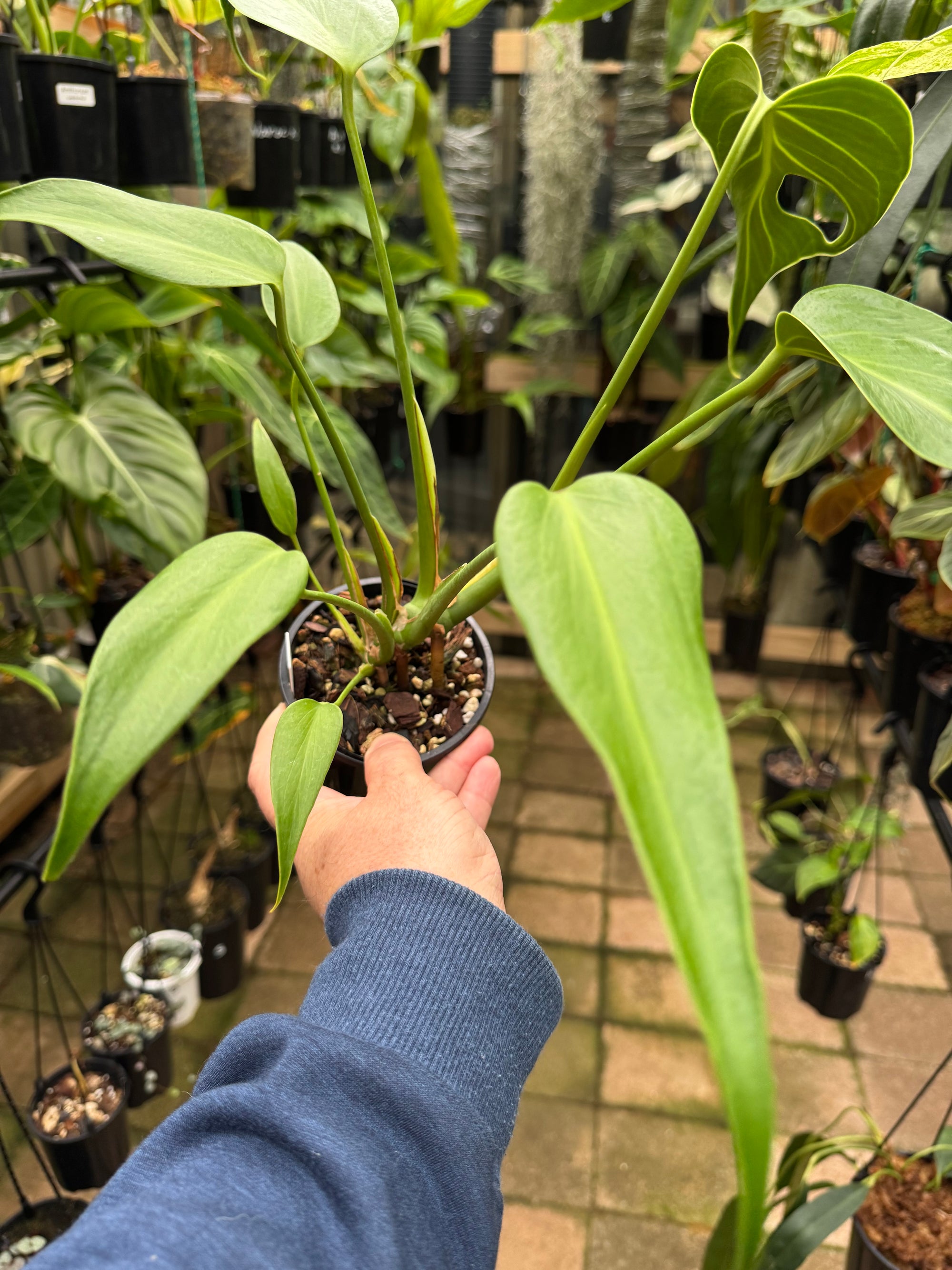 Monstera 'Burle Marx' Flame - Plant B