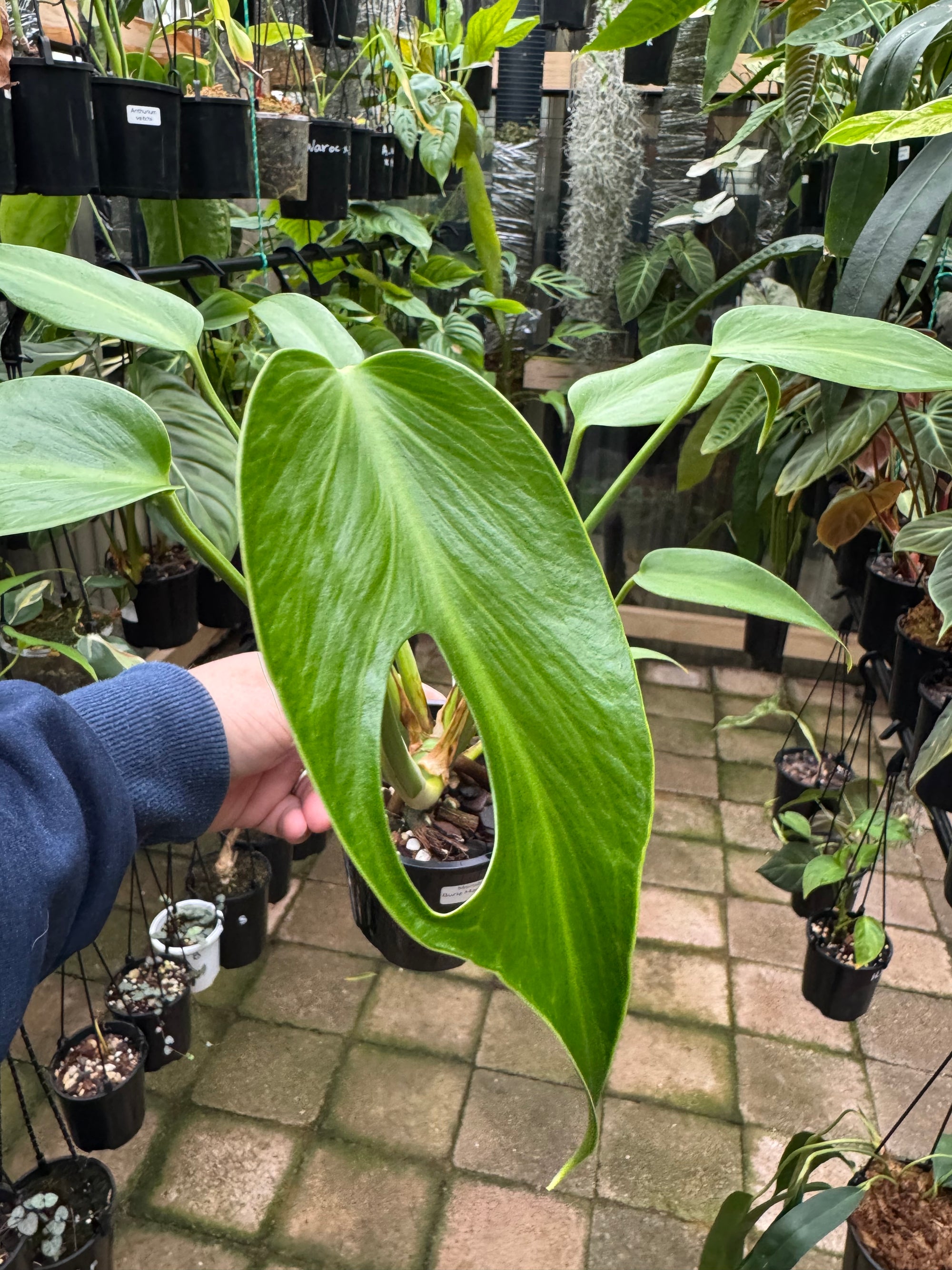 Monstera 'Burle Marx' Flame - Plant B