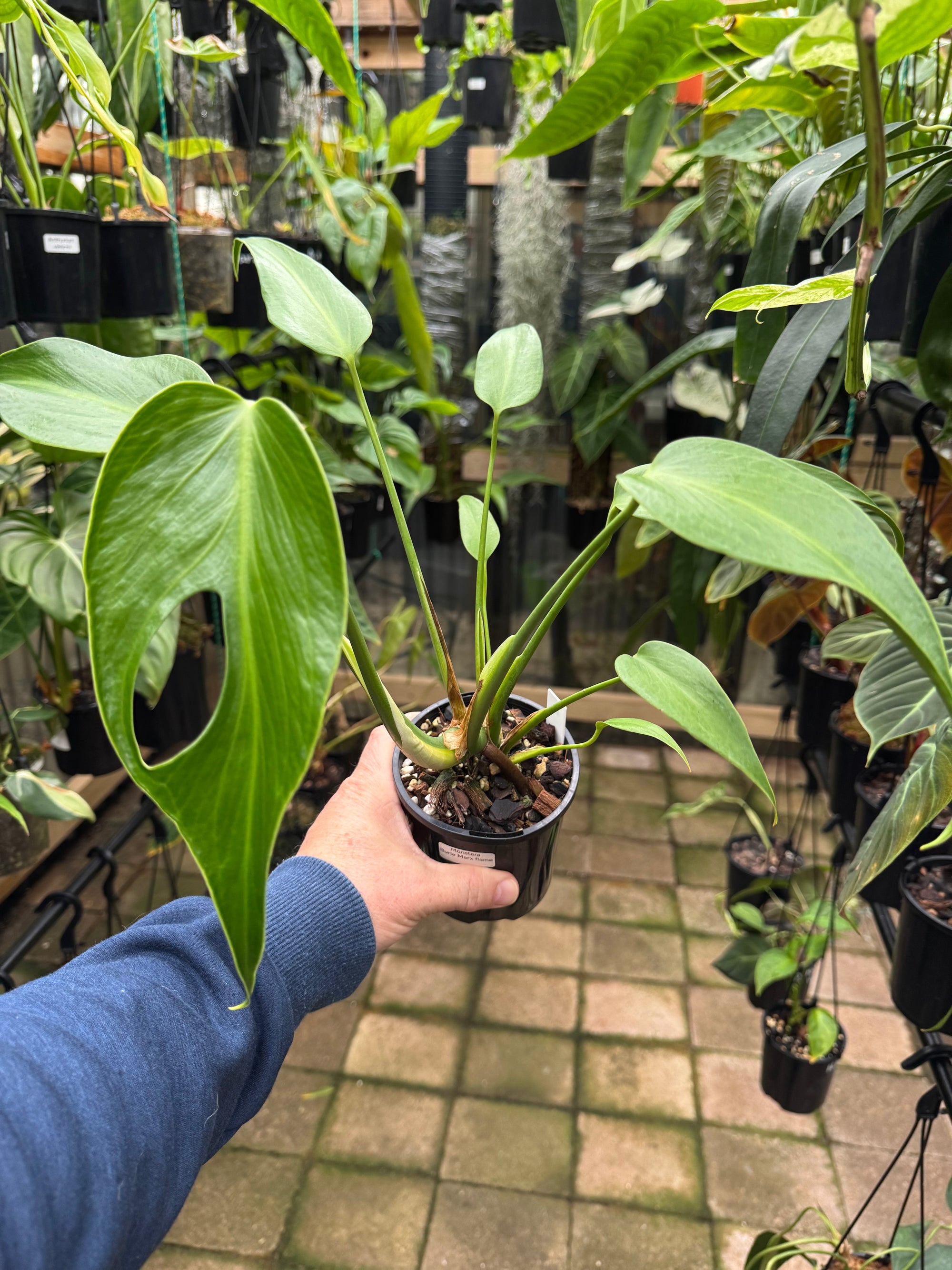 Monstera 'Burle Marx' Flame - Plant B