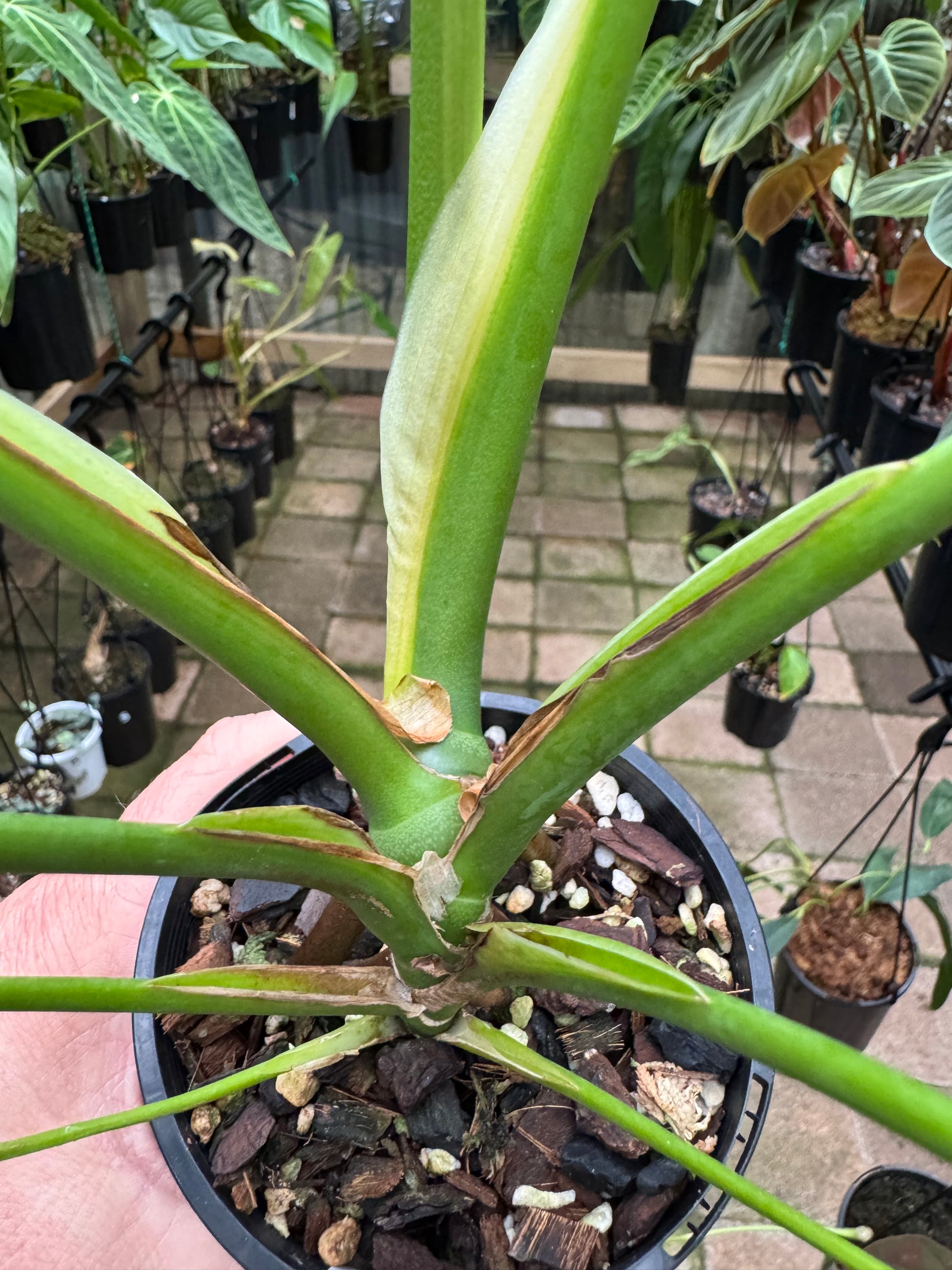 Monstera 'Burle Marx' Flame - Plant B