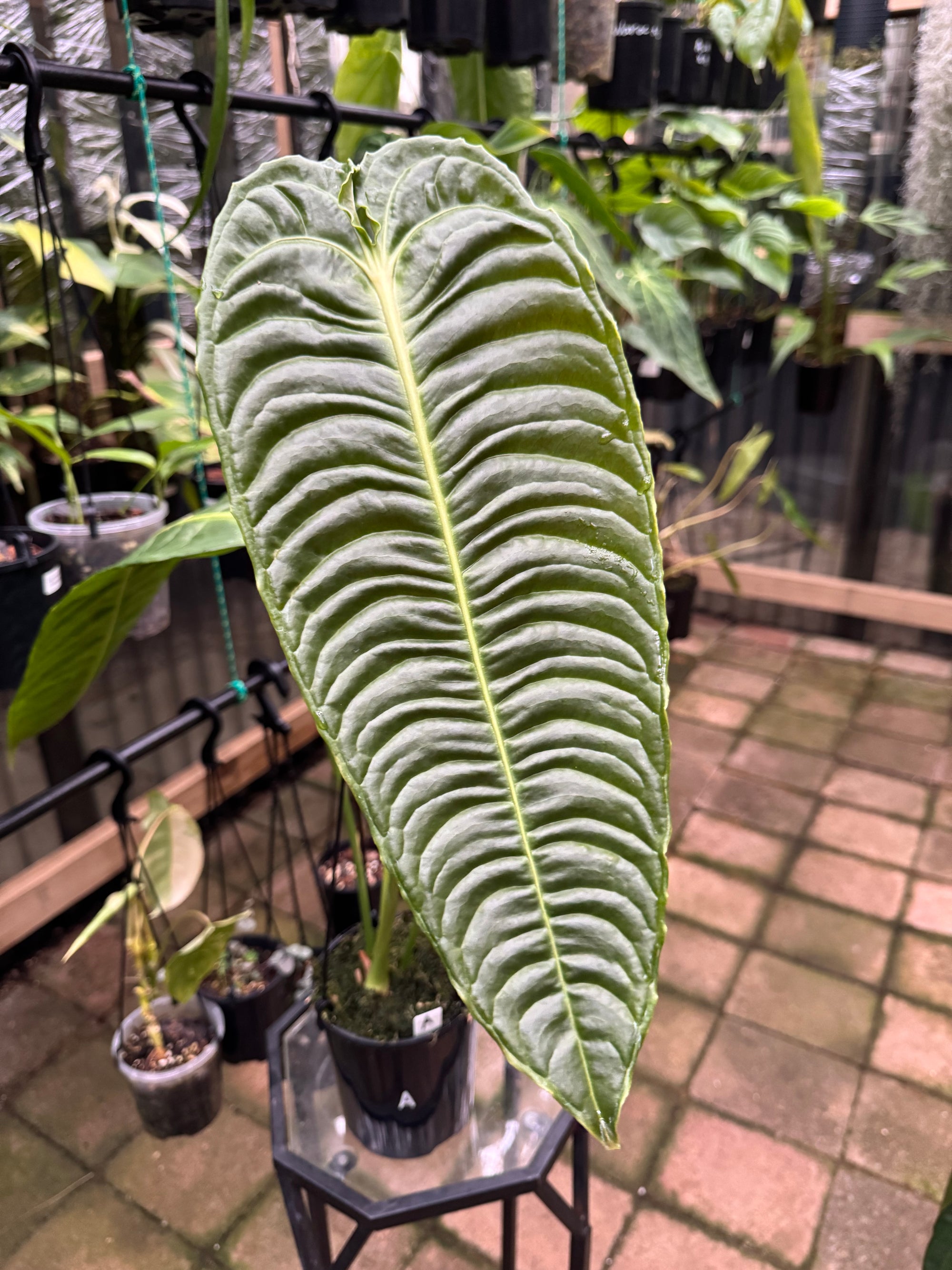 Anthurium Veitchii - King Anthurium - Plant A