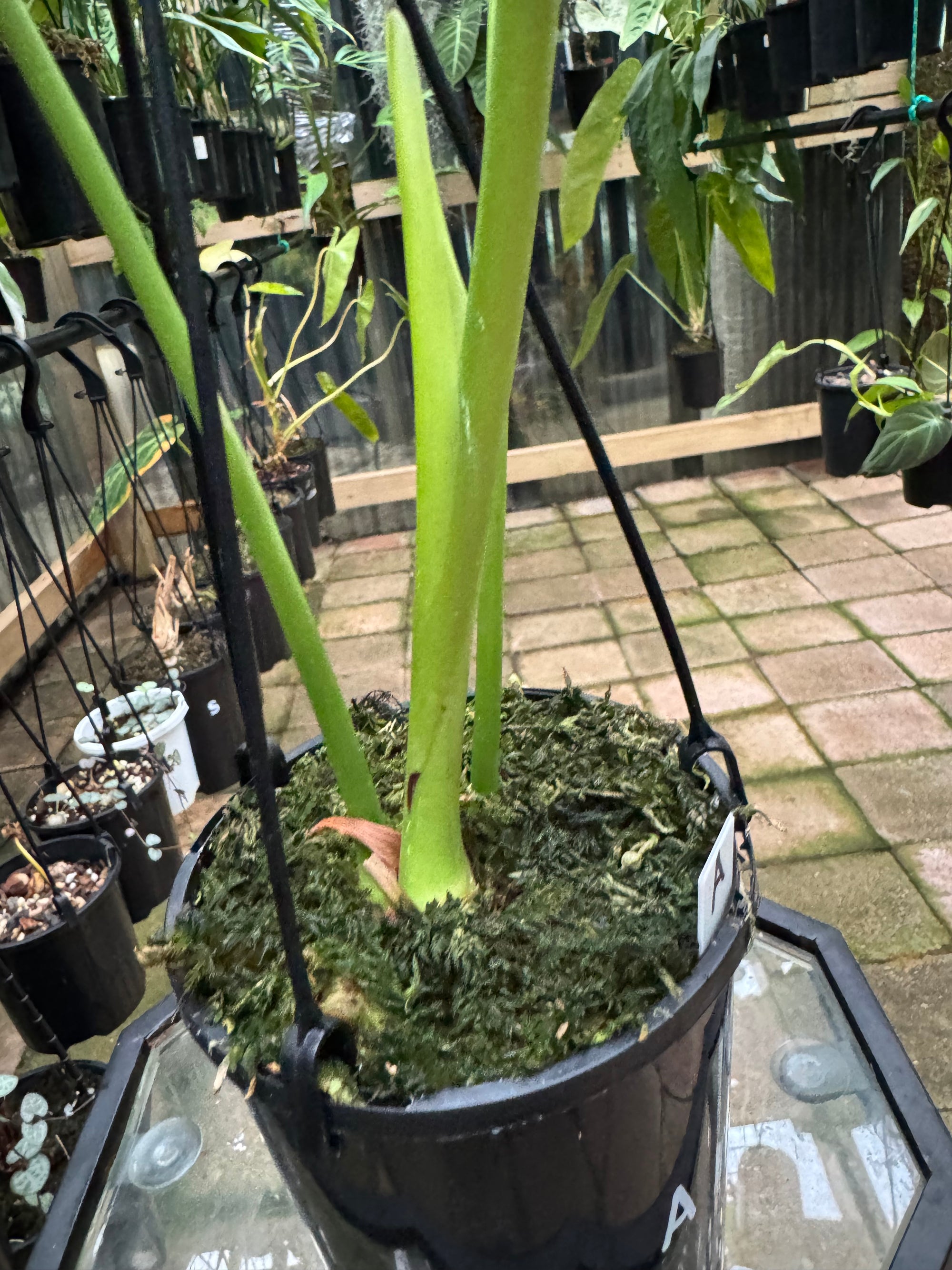 Anthurium Veitchii - King Anthurium - Plant A