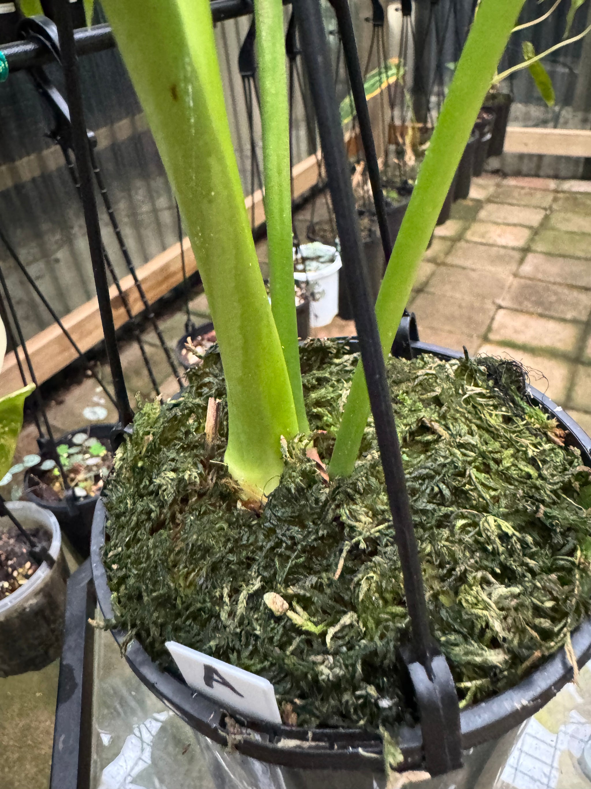 Anthurium Veitchii - Plant A