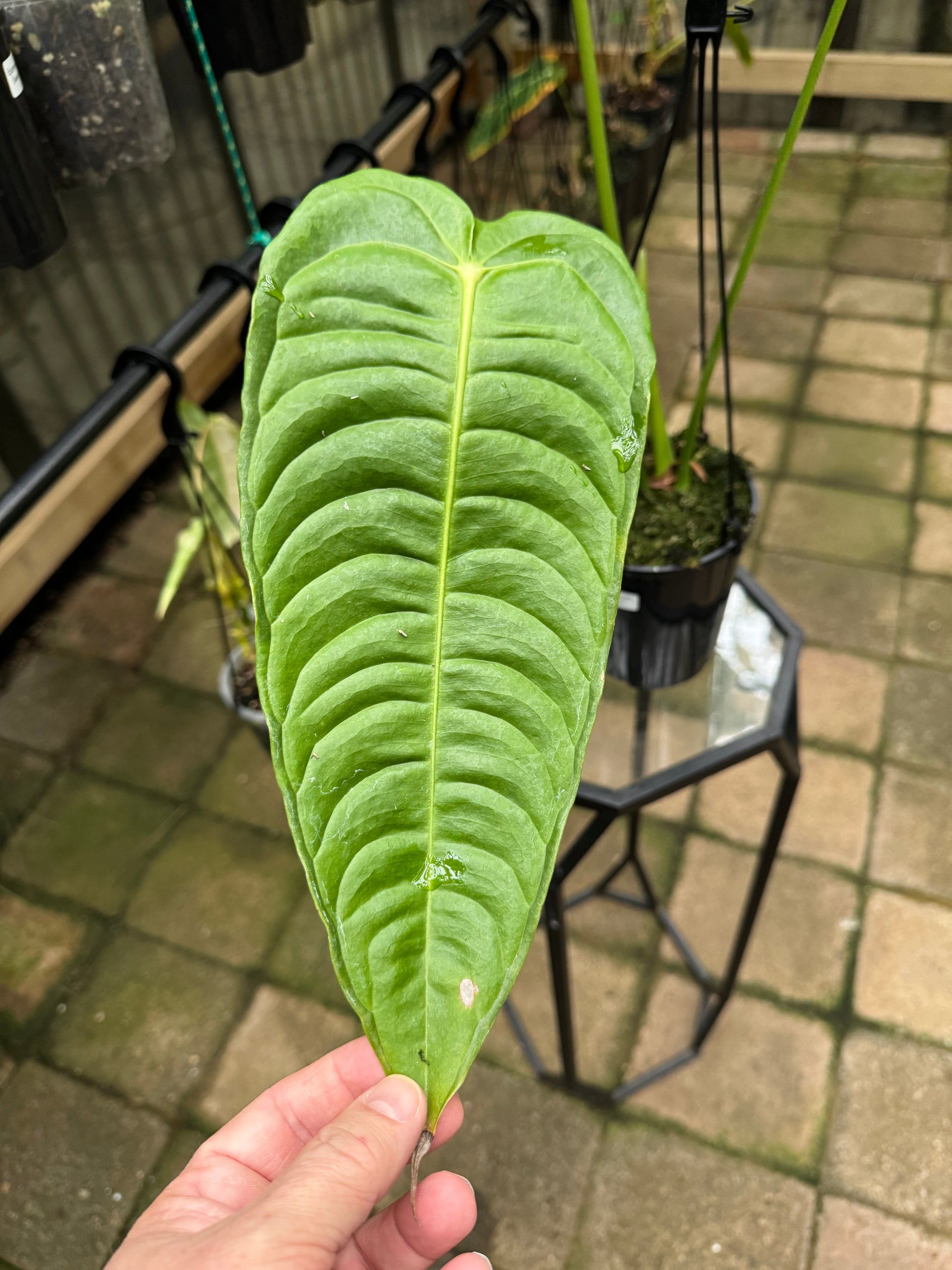 Anthurium Veitchii - King Anthurium - Plant A