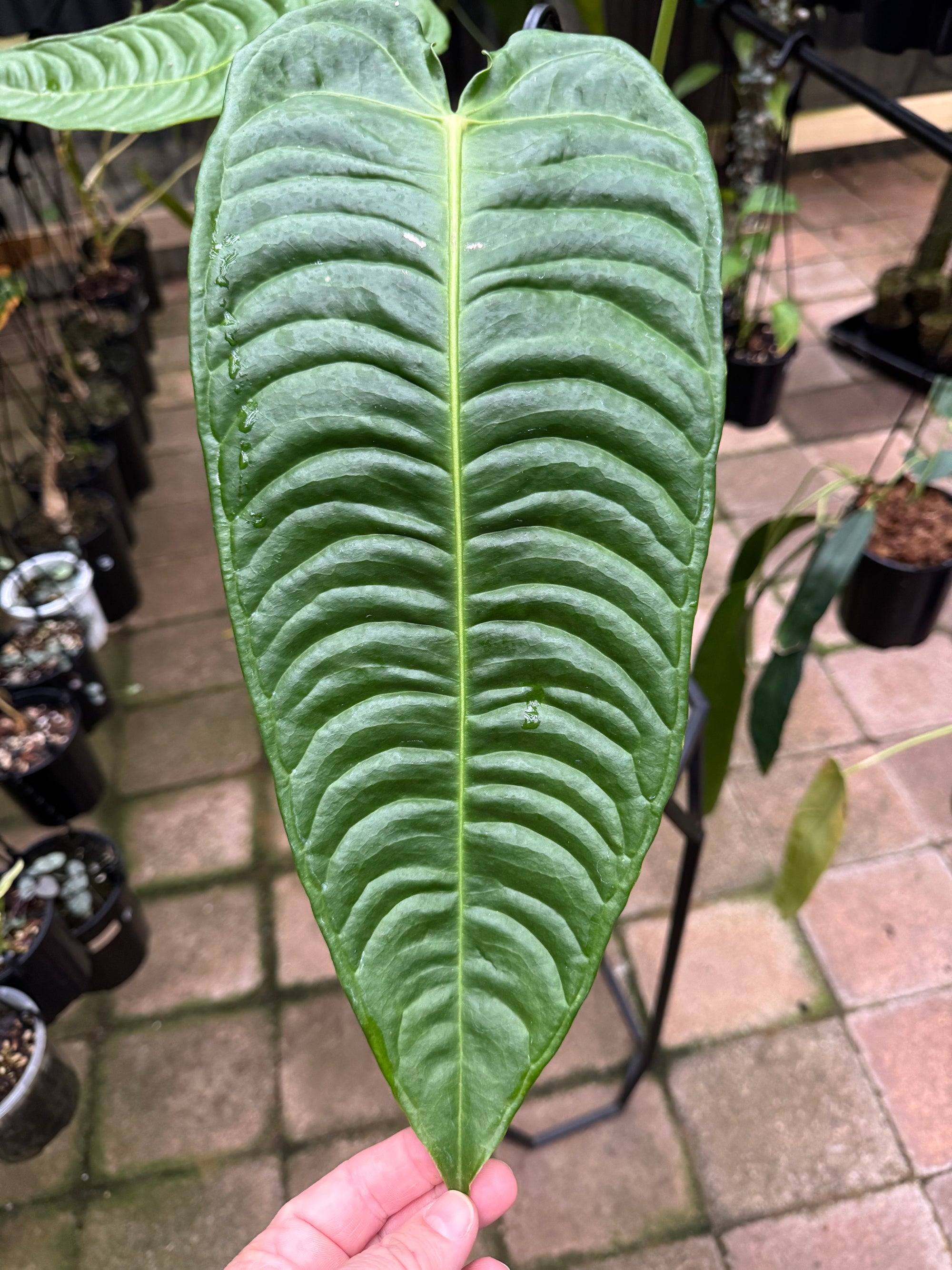 Anthurium Veitchii - King Anthurium - Plant A