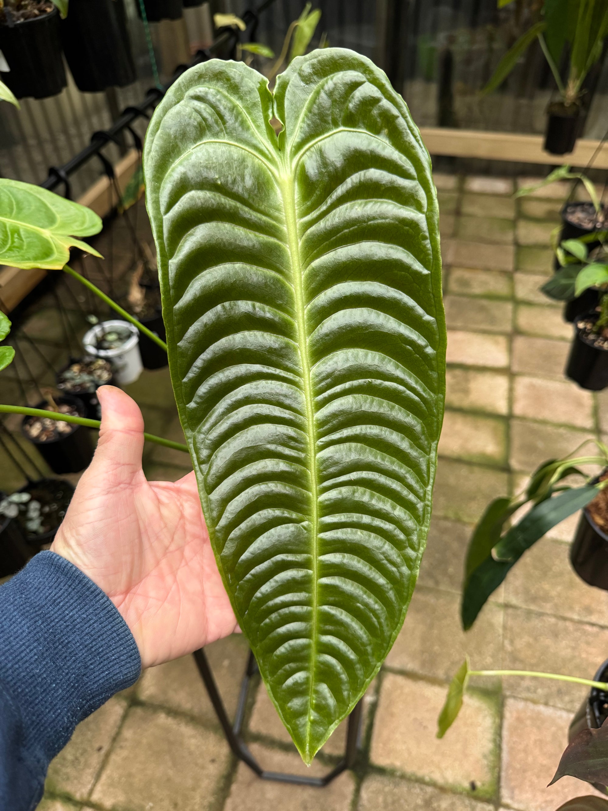 Anthurium Veitchii - King Anthurium - Plant E