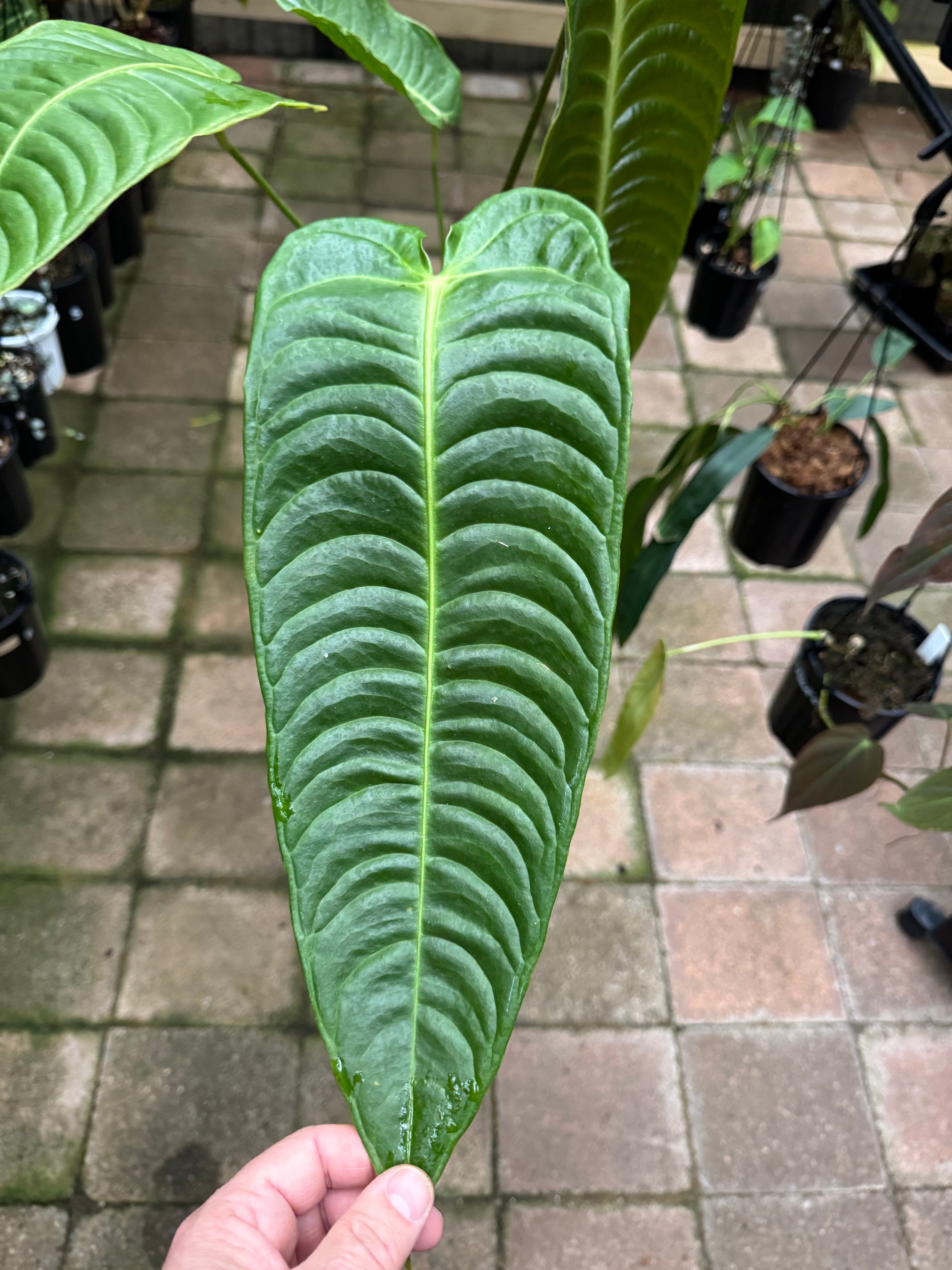 Anthurium Veitchii - King Anthurium - Plant E