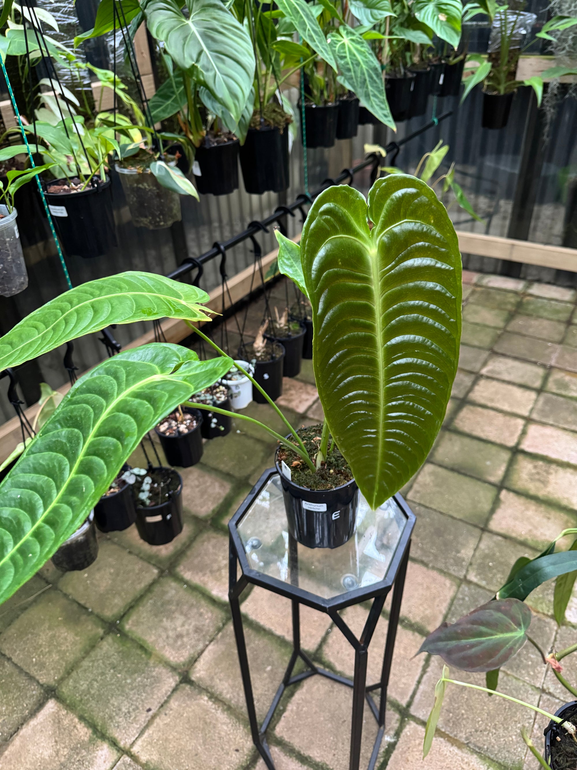 Anthurium Veitchii - King Anthurium - Plant E