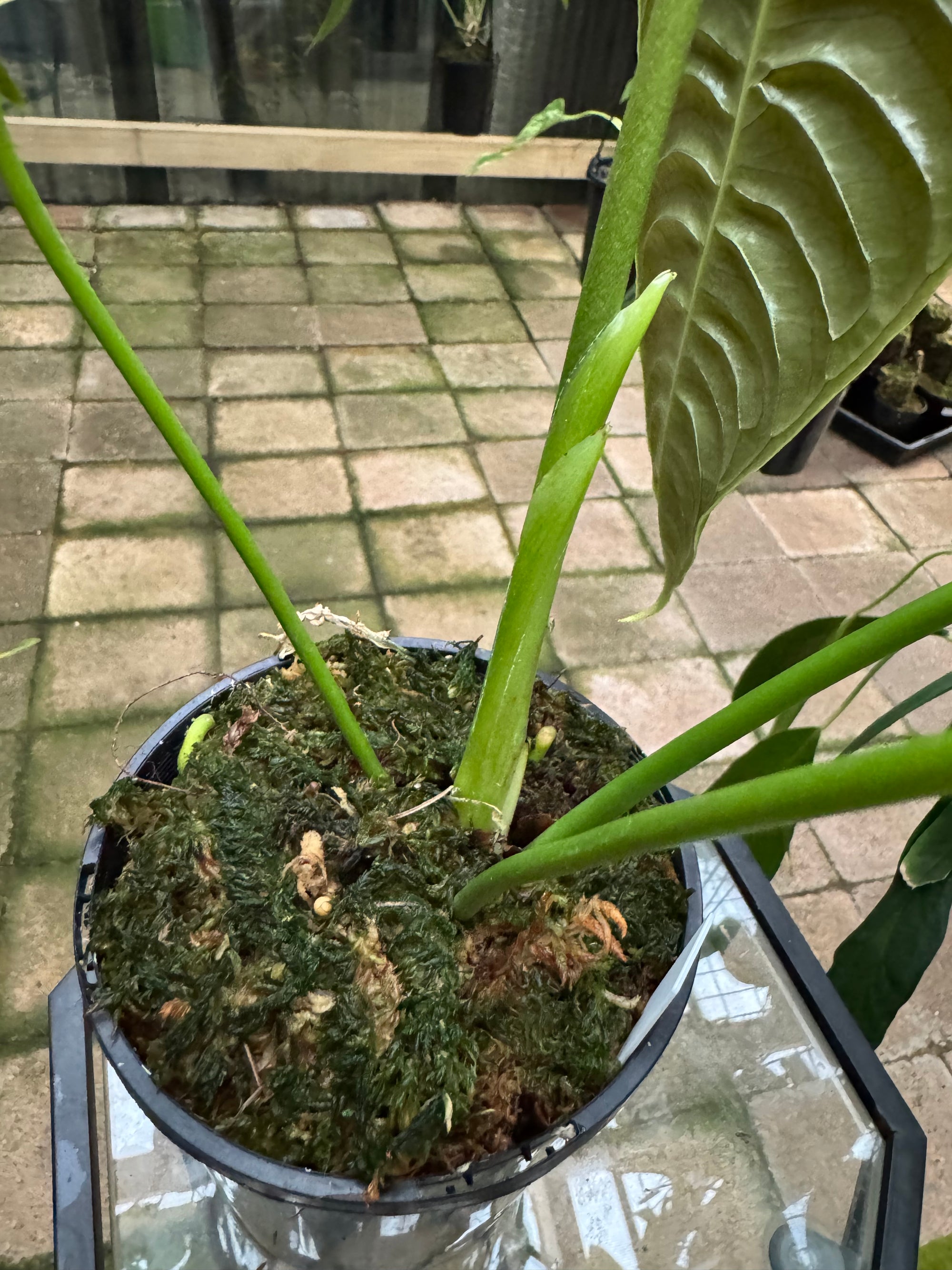 Anthurium Veitchii - King Anthurium - Plant E