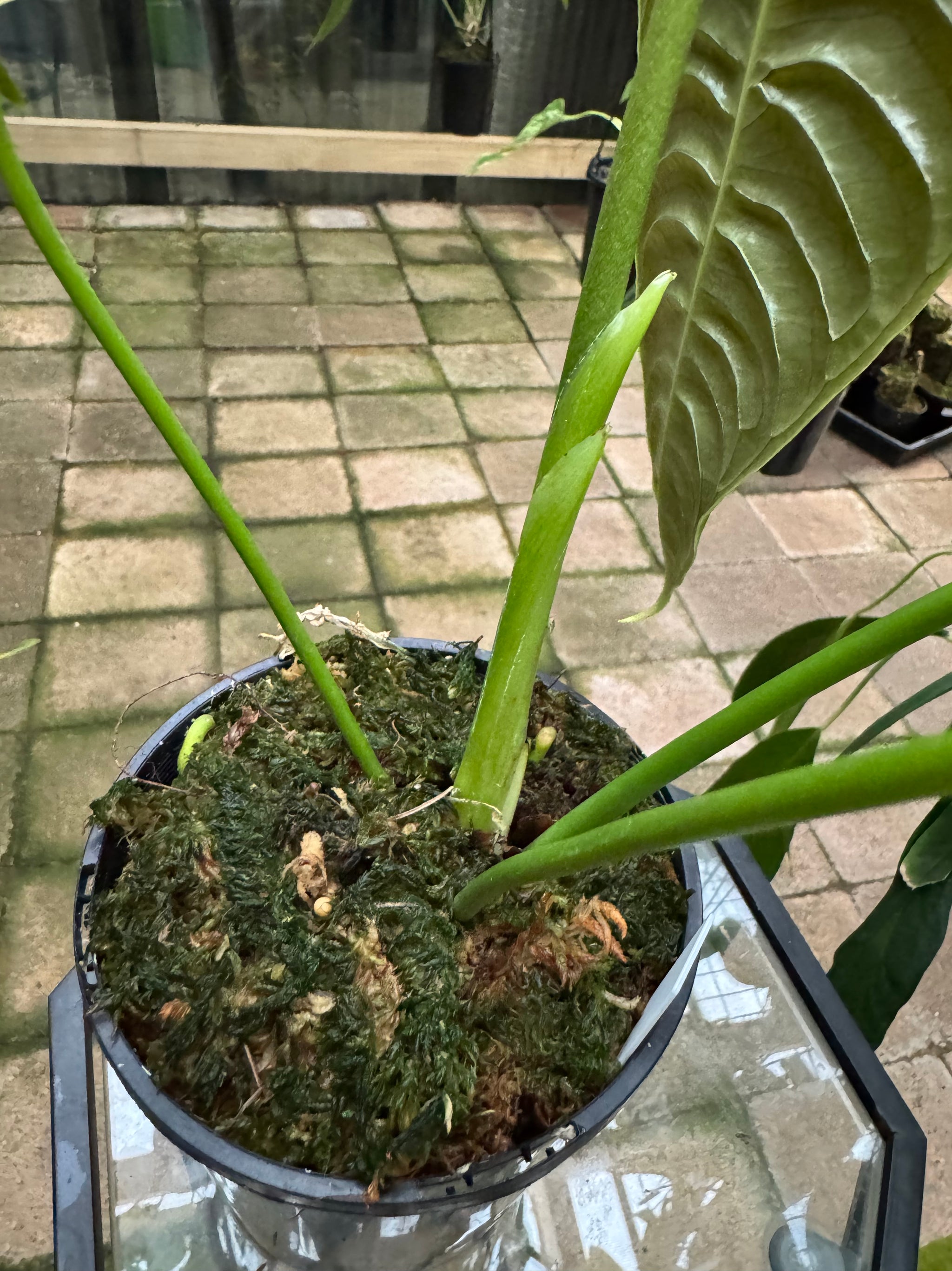 Anthurium Veitchii - Plant E