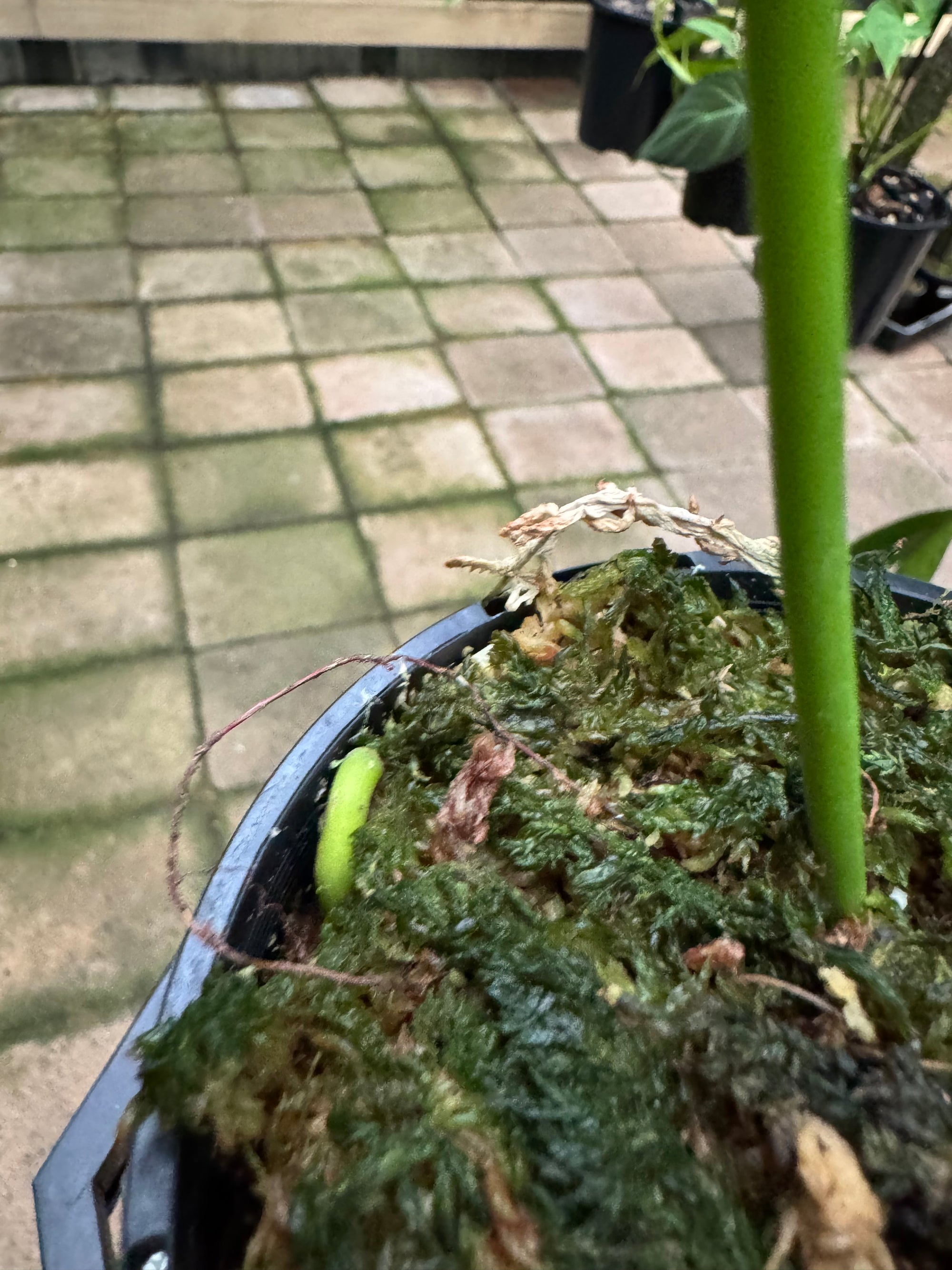Anthurium Veitchii - King Anthurium - Plant E