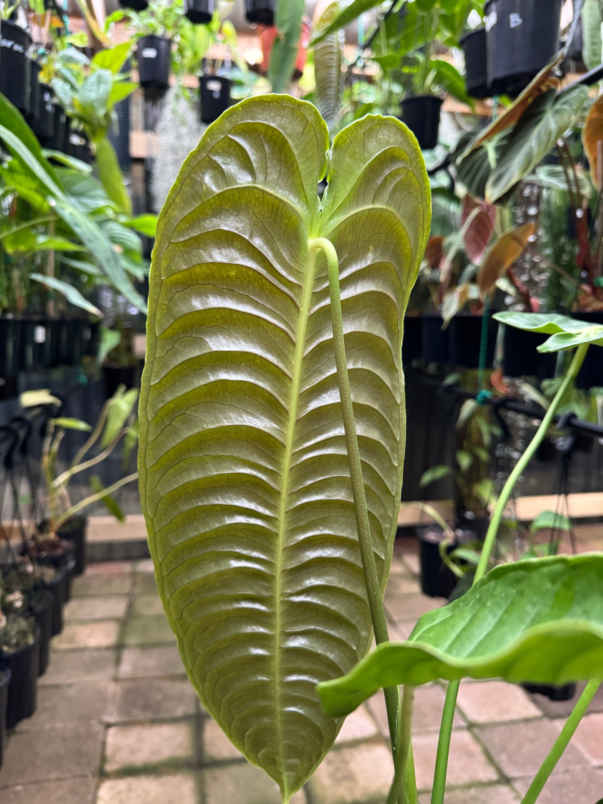 Anthurium Veitchii - King Anthurium - Plant E