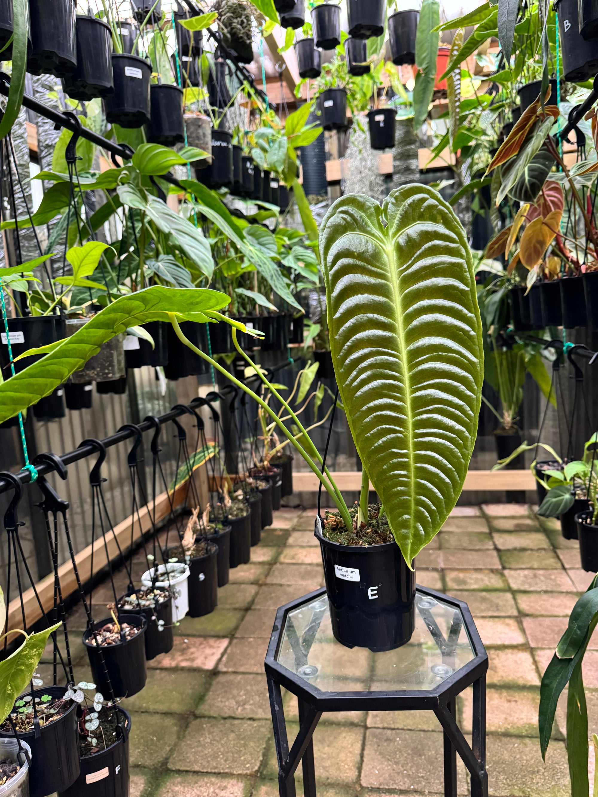 Anthurium Veitchii - King Anthurium - Plant E