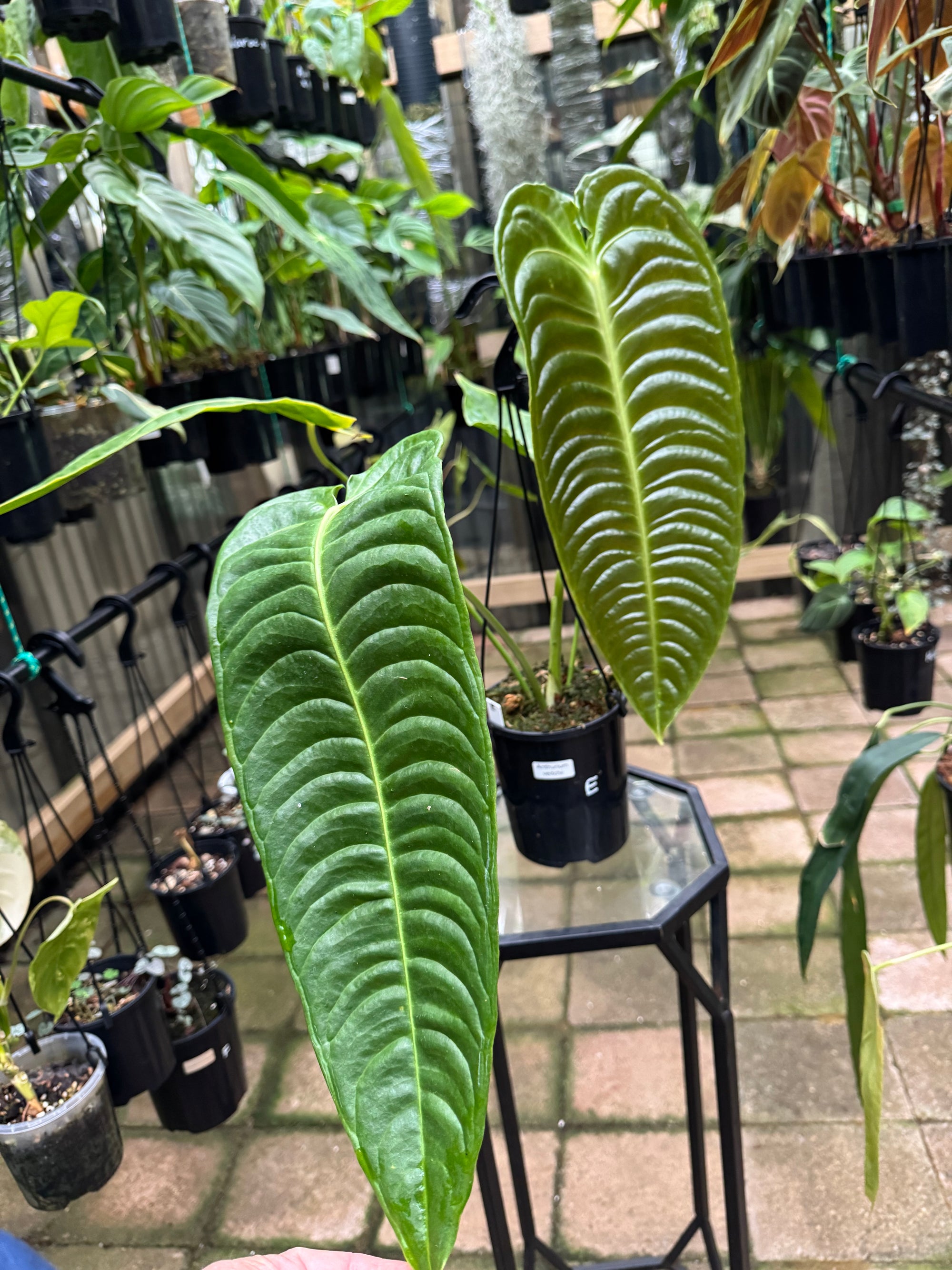 Anthurium Veitchii - King Anthurium - Plant E