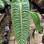 Anthurium Veitchii - King Anthurium