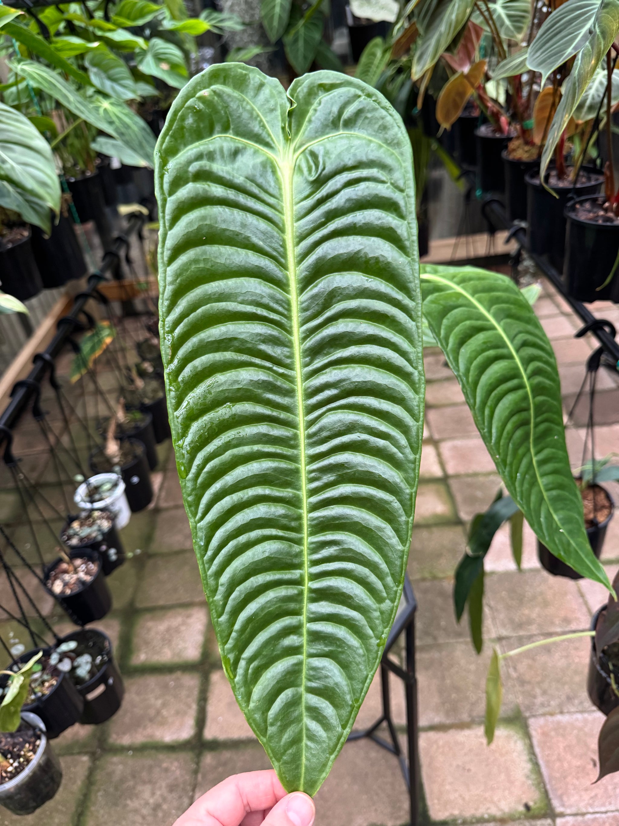 Anthurium Veitchii - King Anthurium