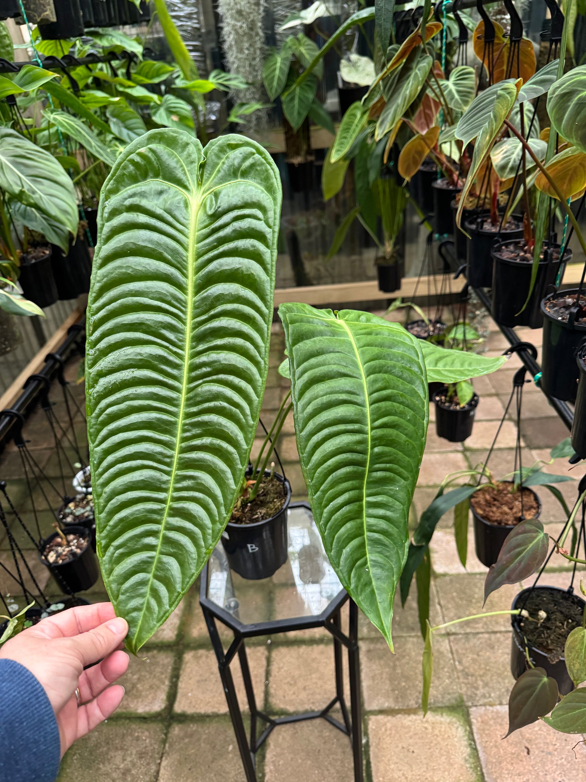 Anthurium Veitchii - King Anthurium