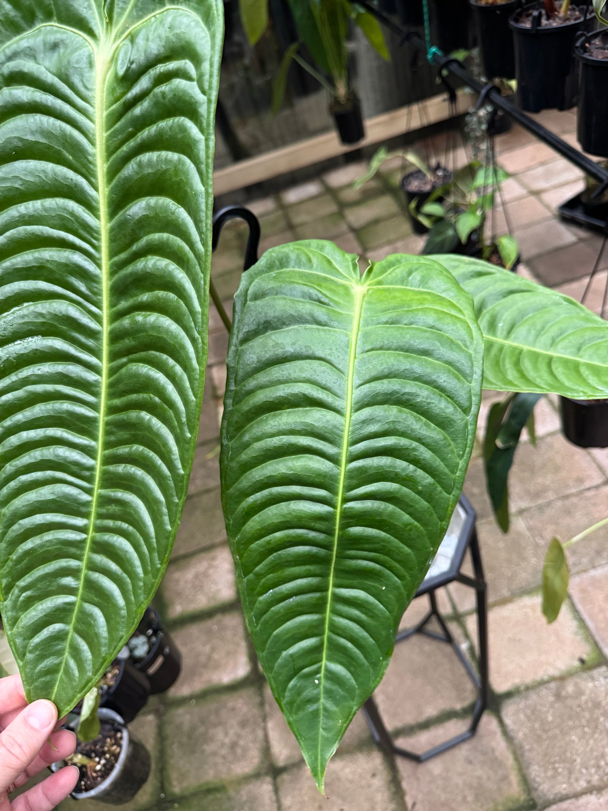 Anthurium Veitchii - King Anthurium