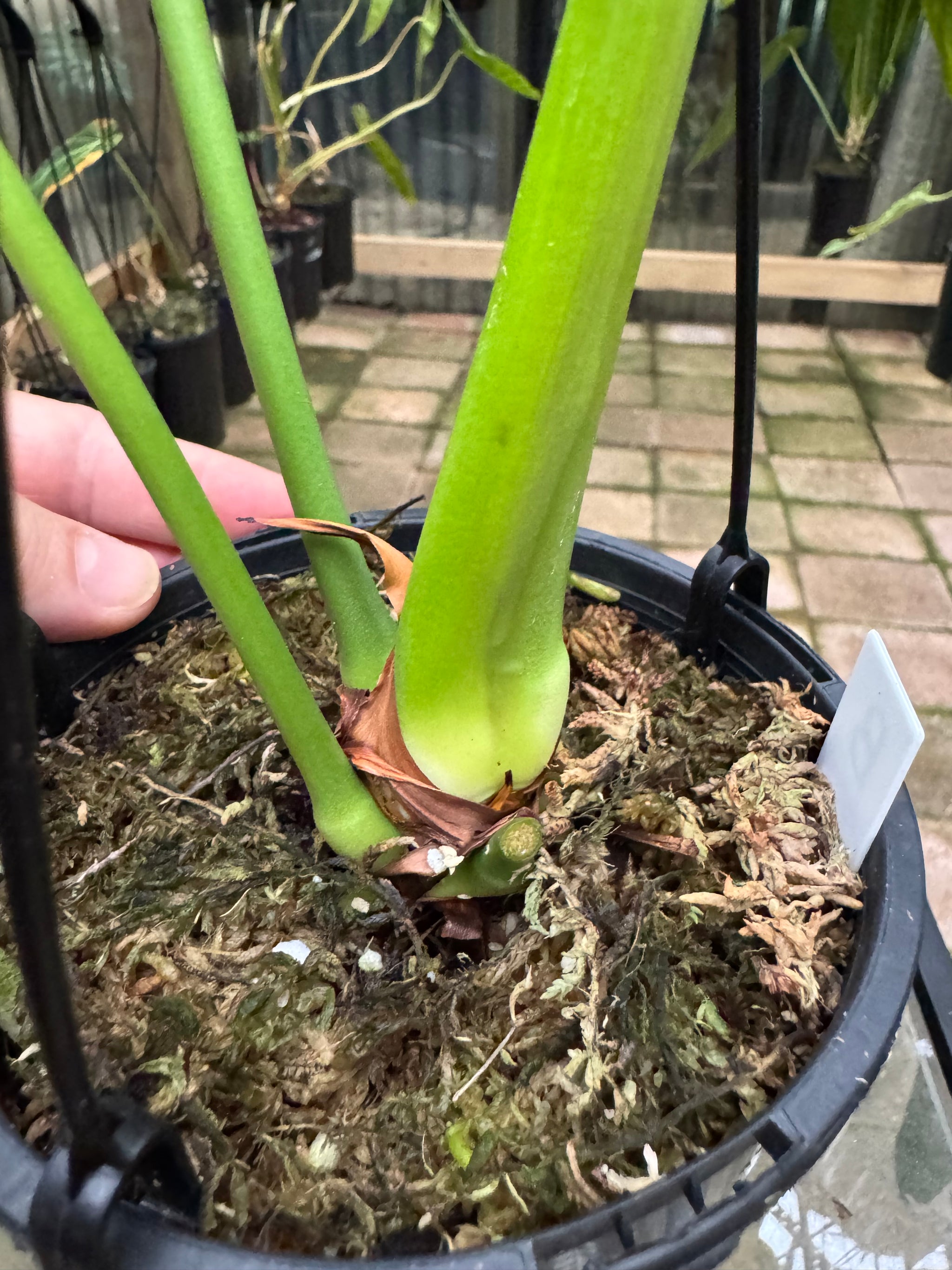 Anthurium Veitchii - King Anthurium