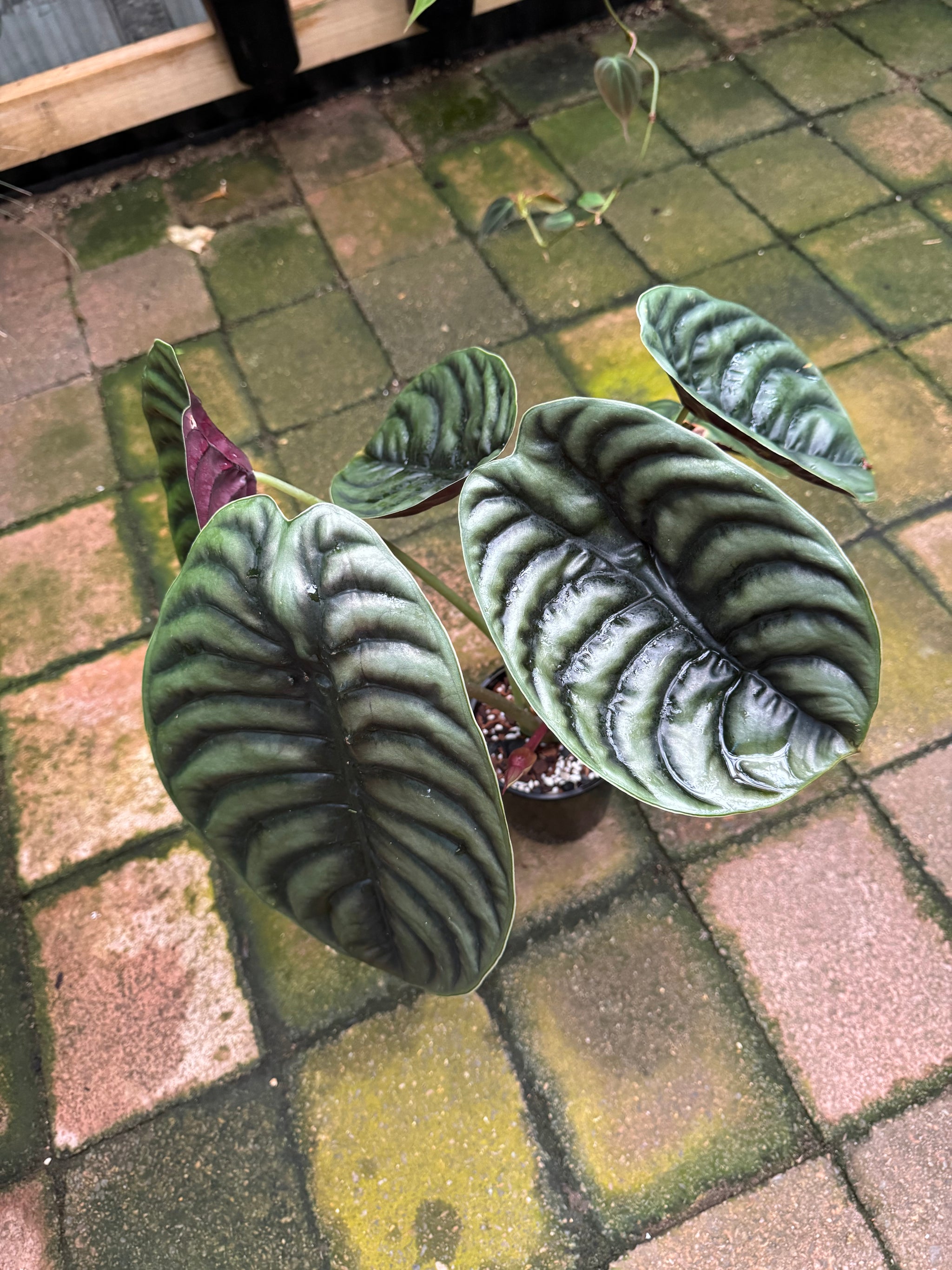 Alocasia cuprea