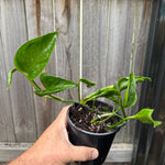 Hand holding a potted plant against a wooden background