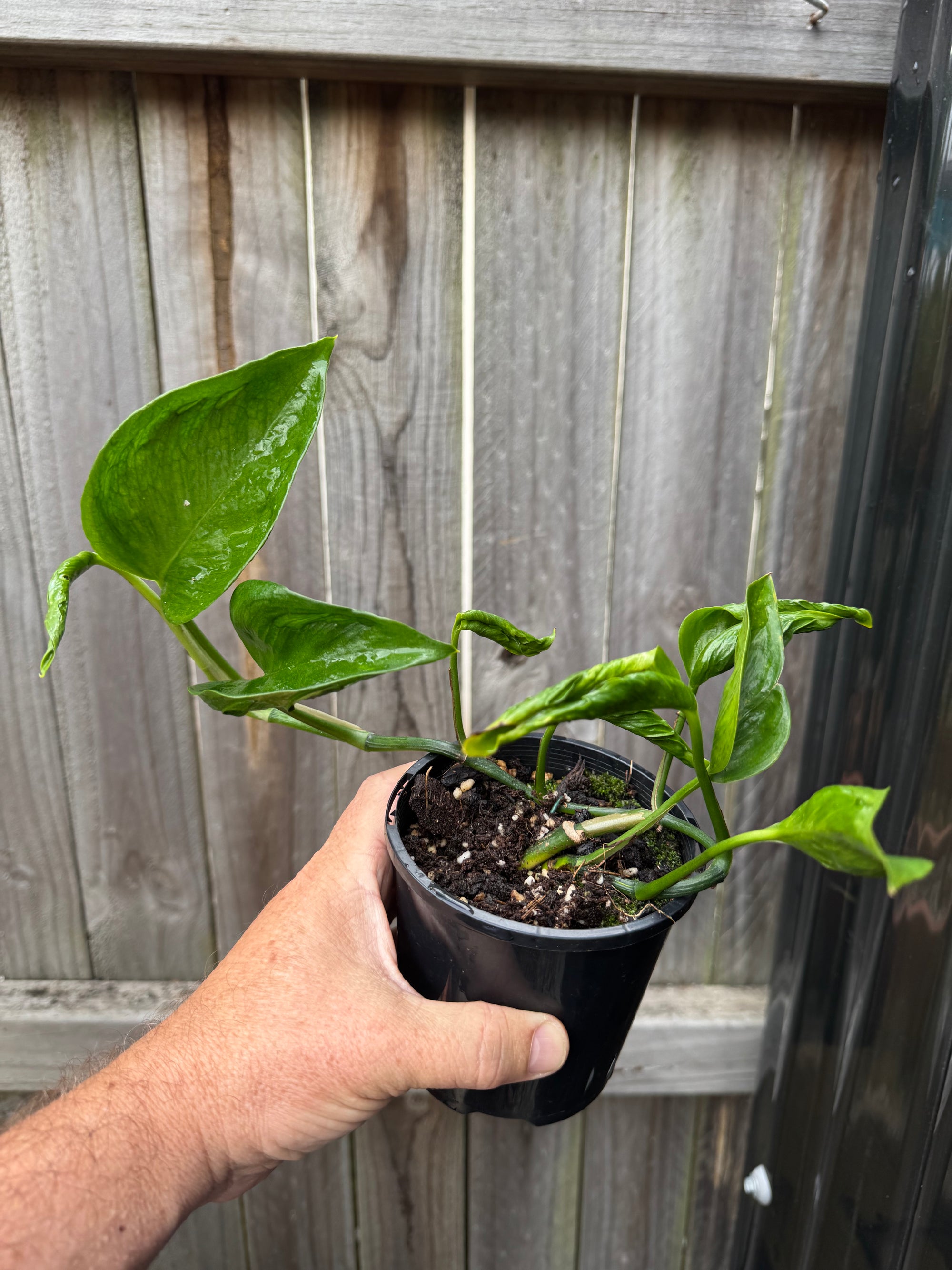 Hand holding a potted plant against a wooden background
