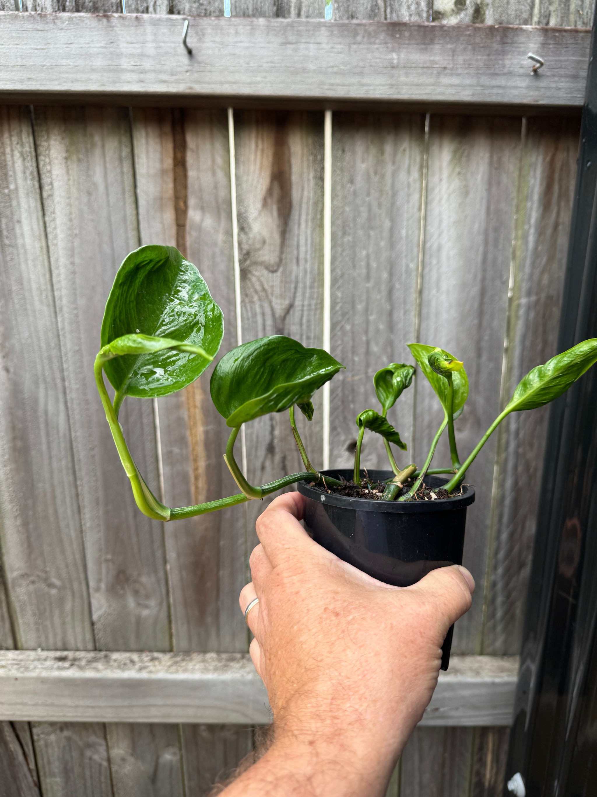 Epipremnum 'Shangri La'