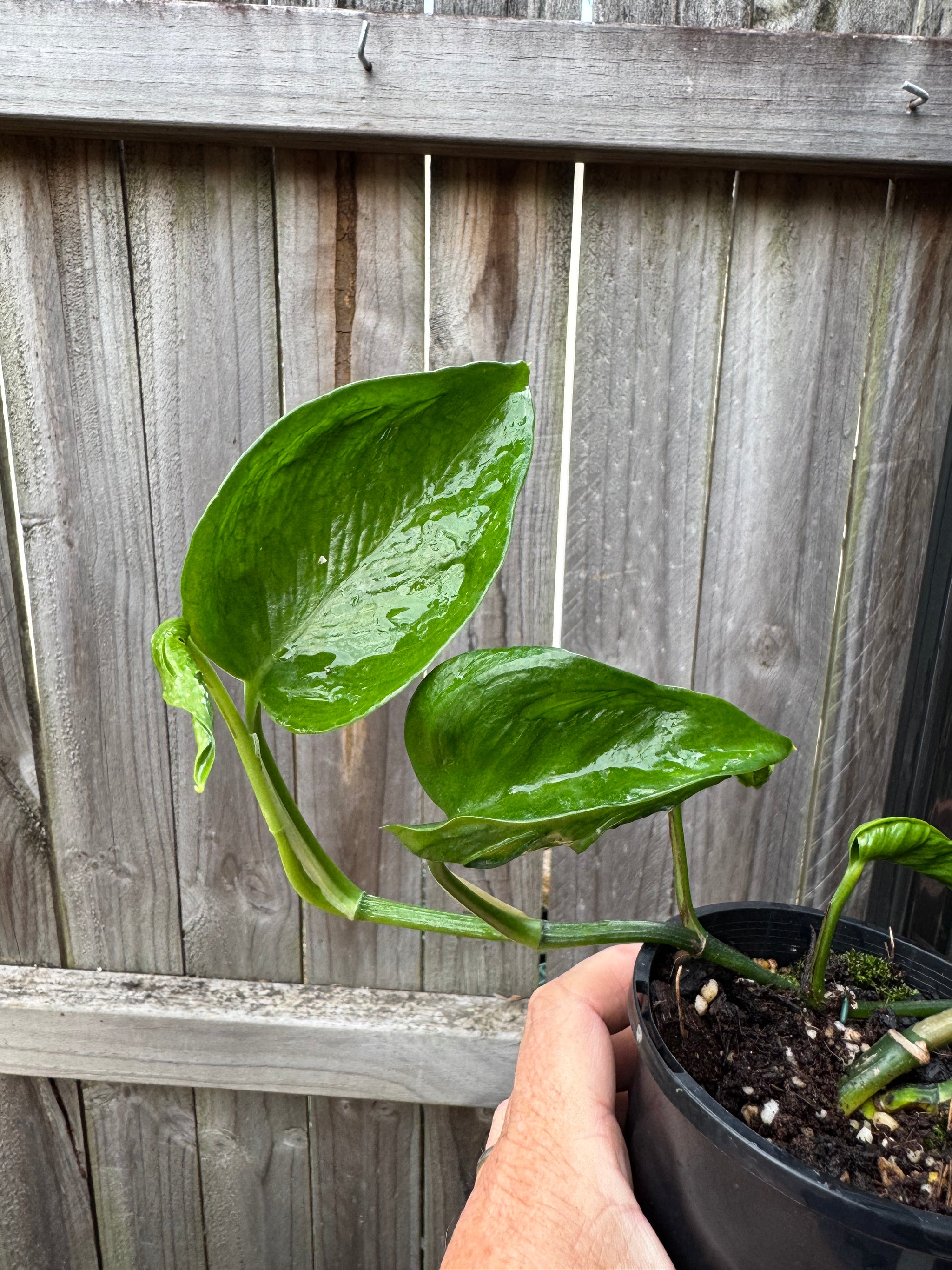 Epipremnum 'Shangri La'