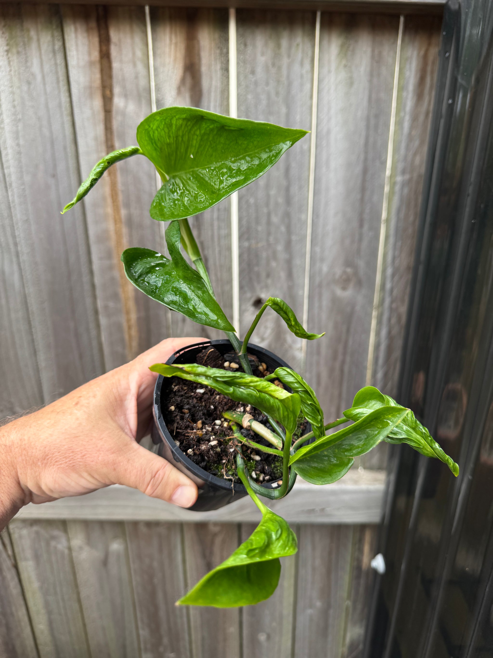 Epipremnum 'Shangri La'