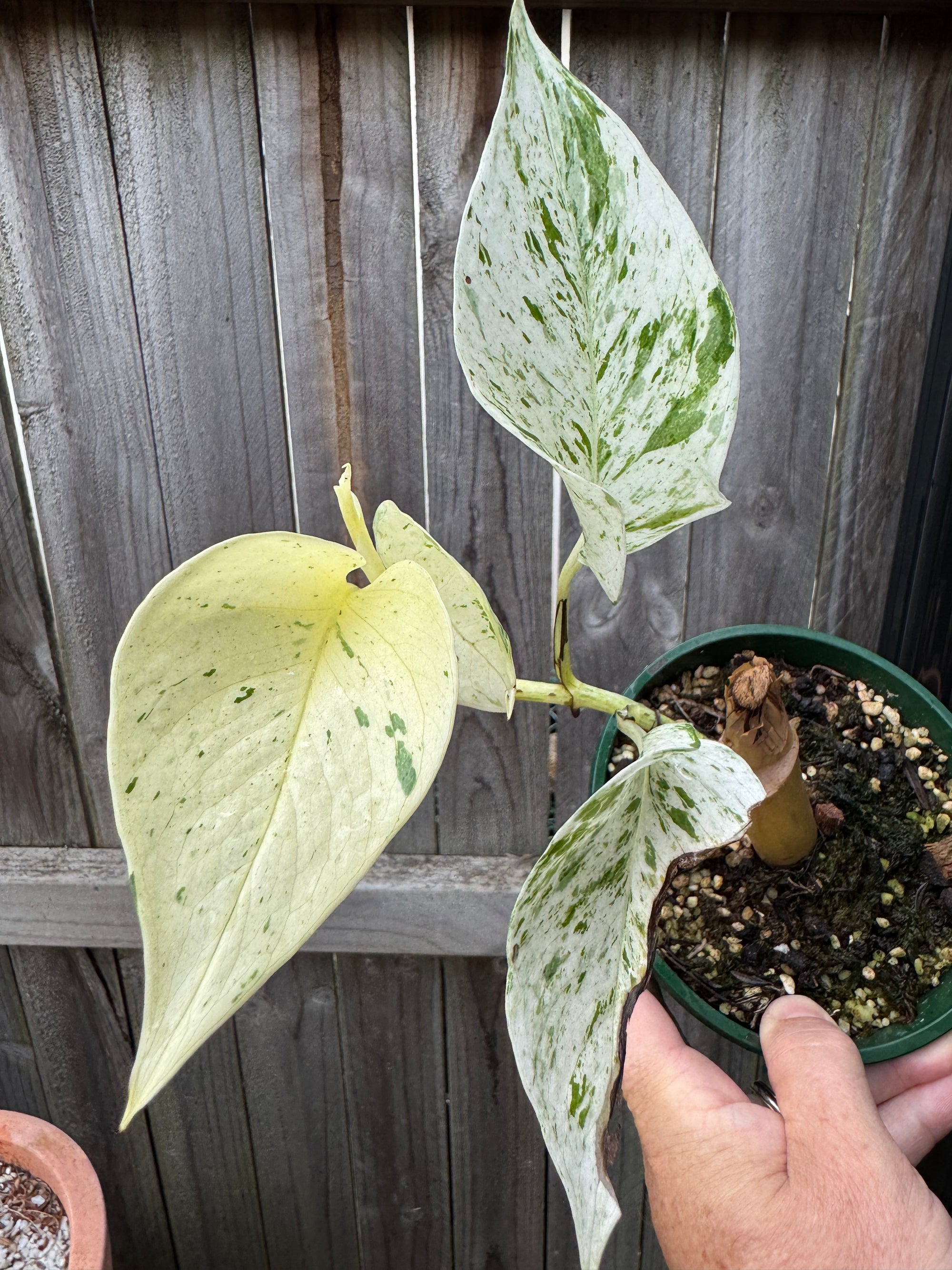 Epipremnum 'Marble Queen'