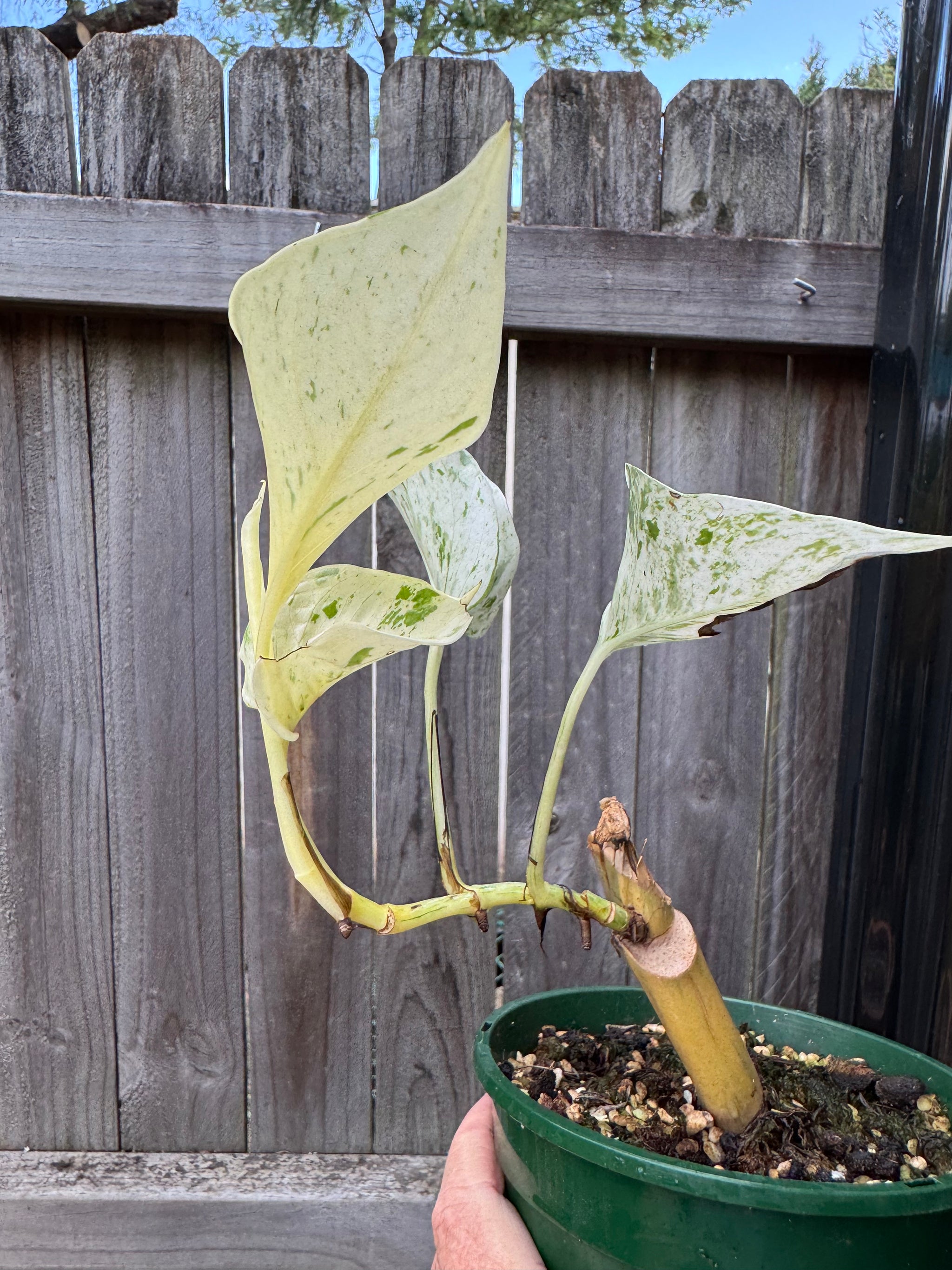 Epipremnum 'Marble Queen'