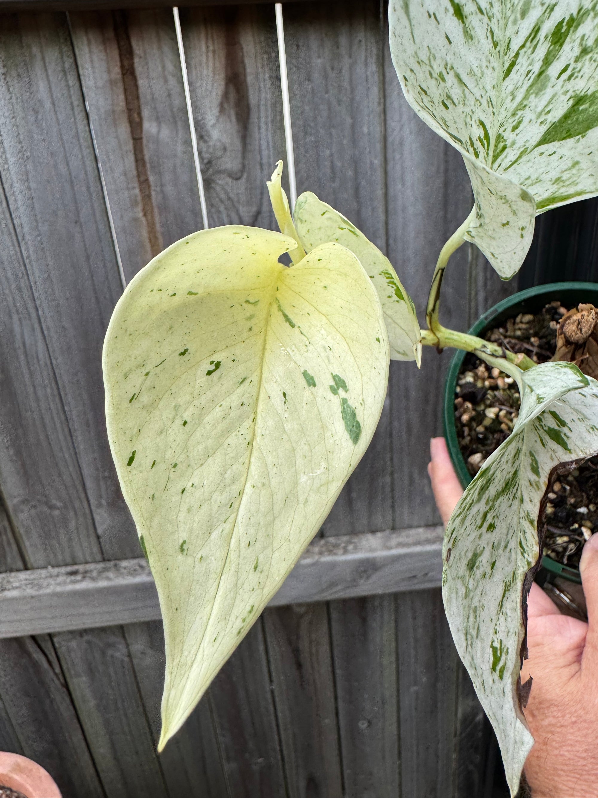 Epipremnum 'Marble Queen'