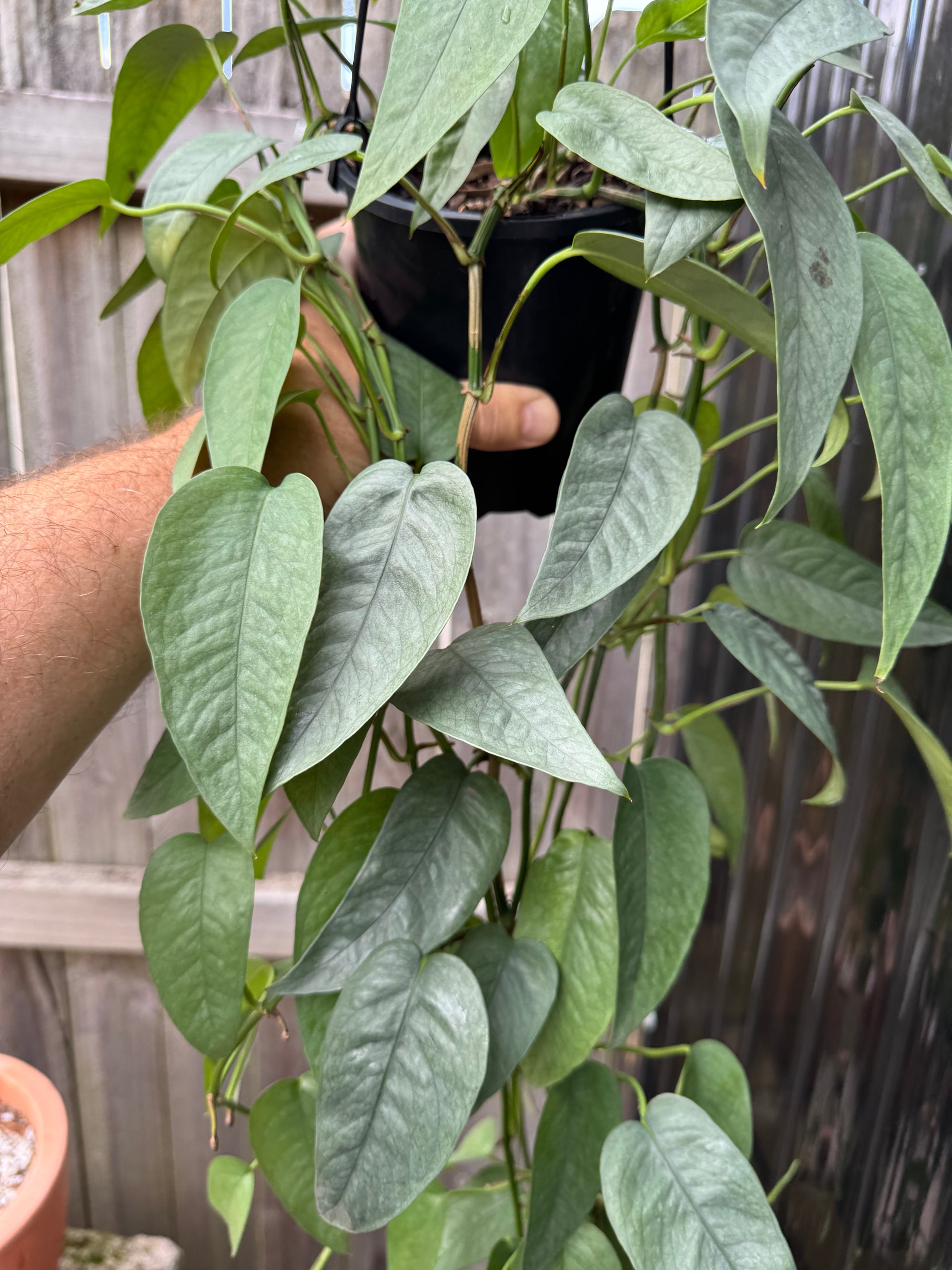 Epipremnum 'Cebu Blue'