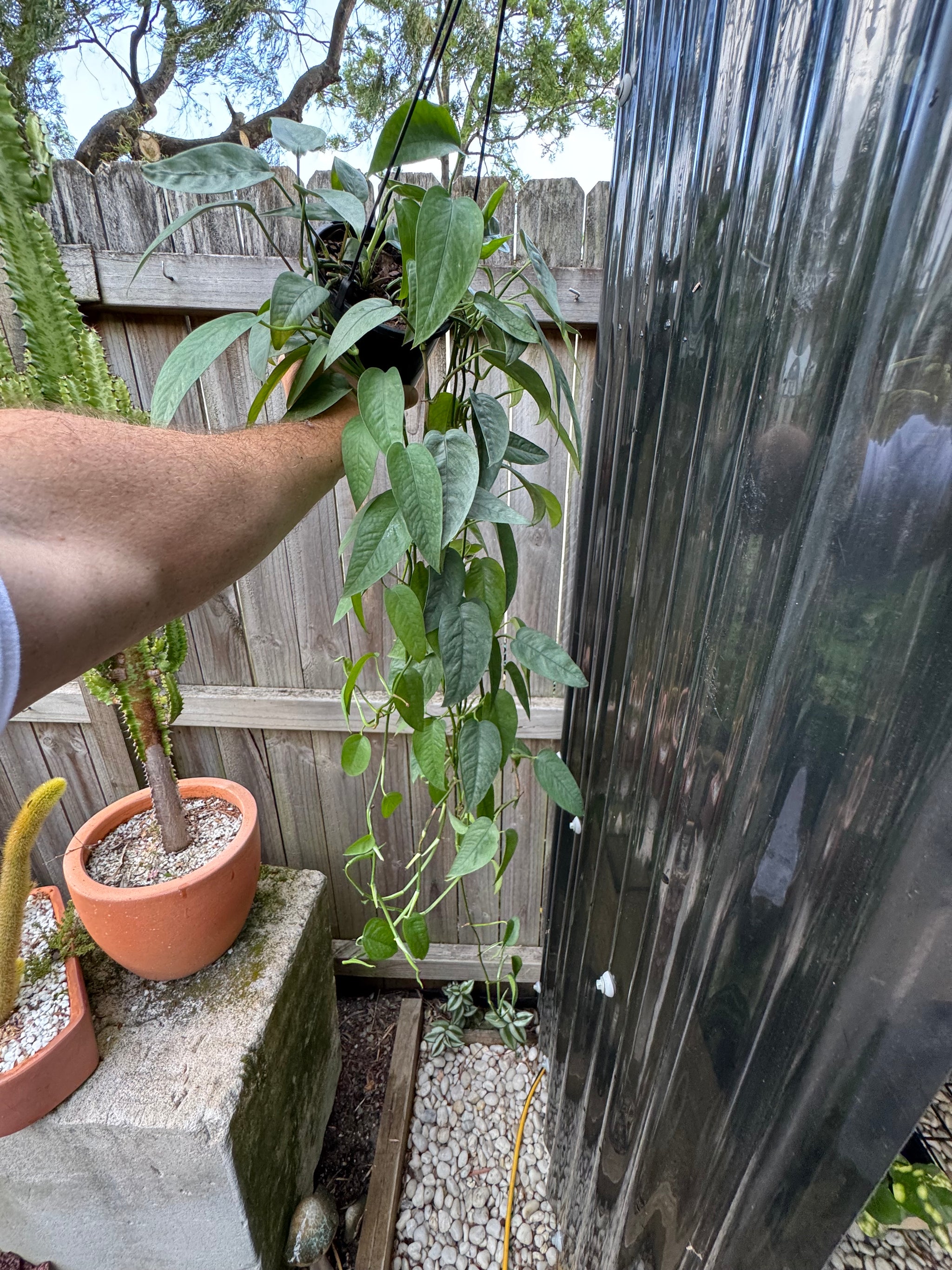 Epipremnum 'Cebu Blue'