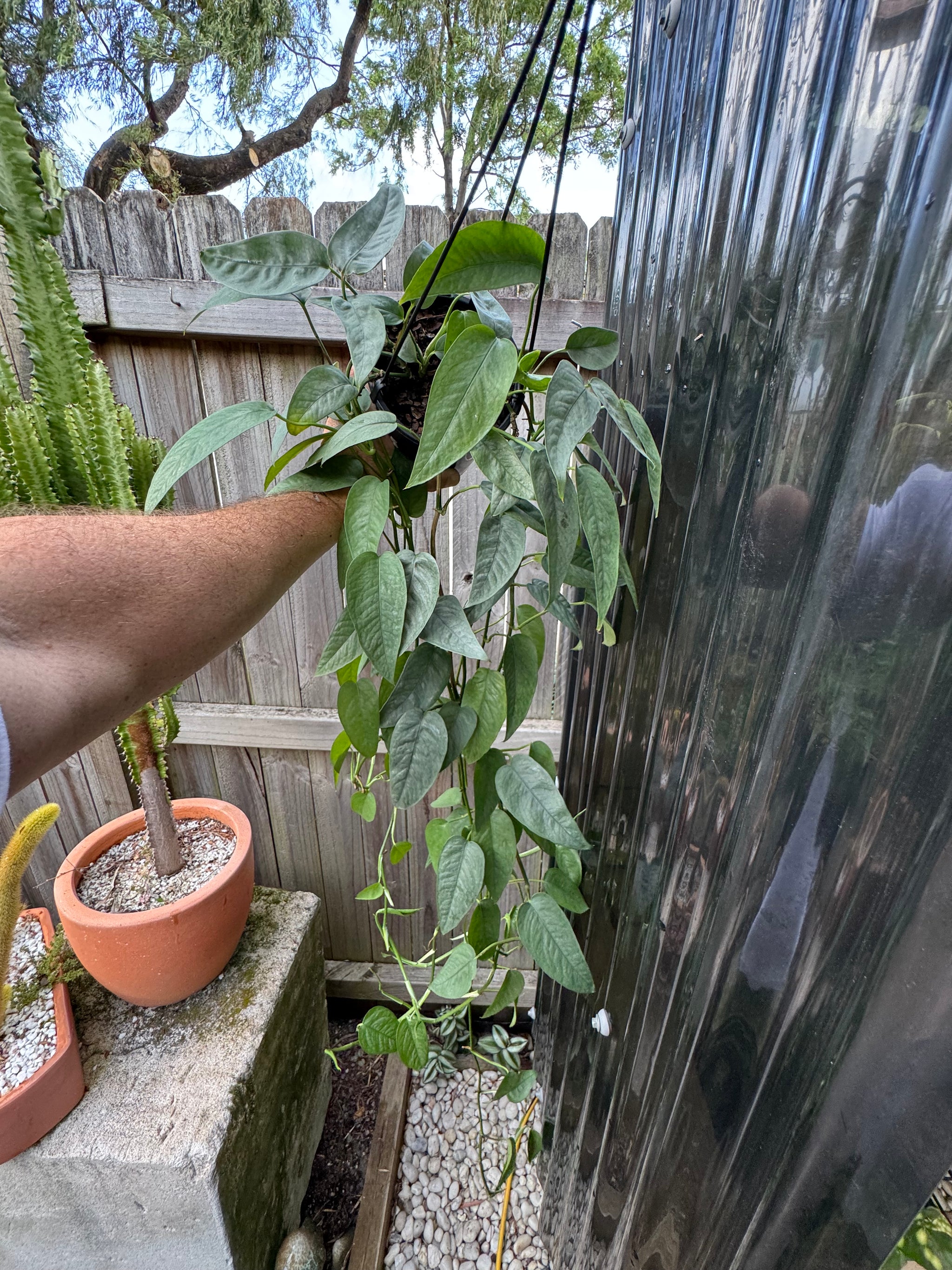 Epipremnum 'Cebu Blue'