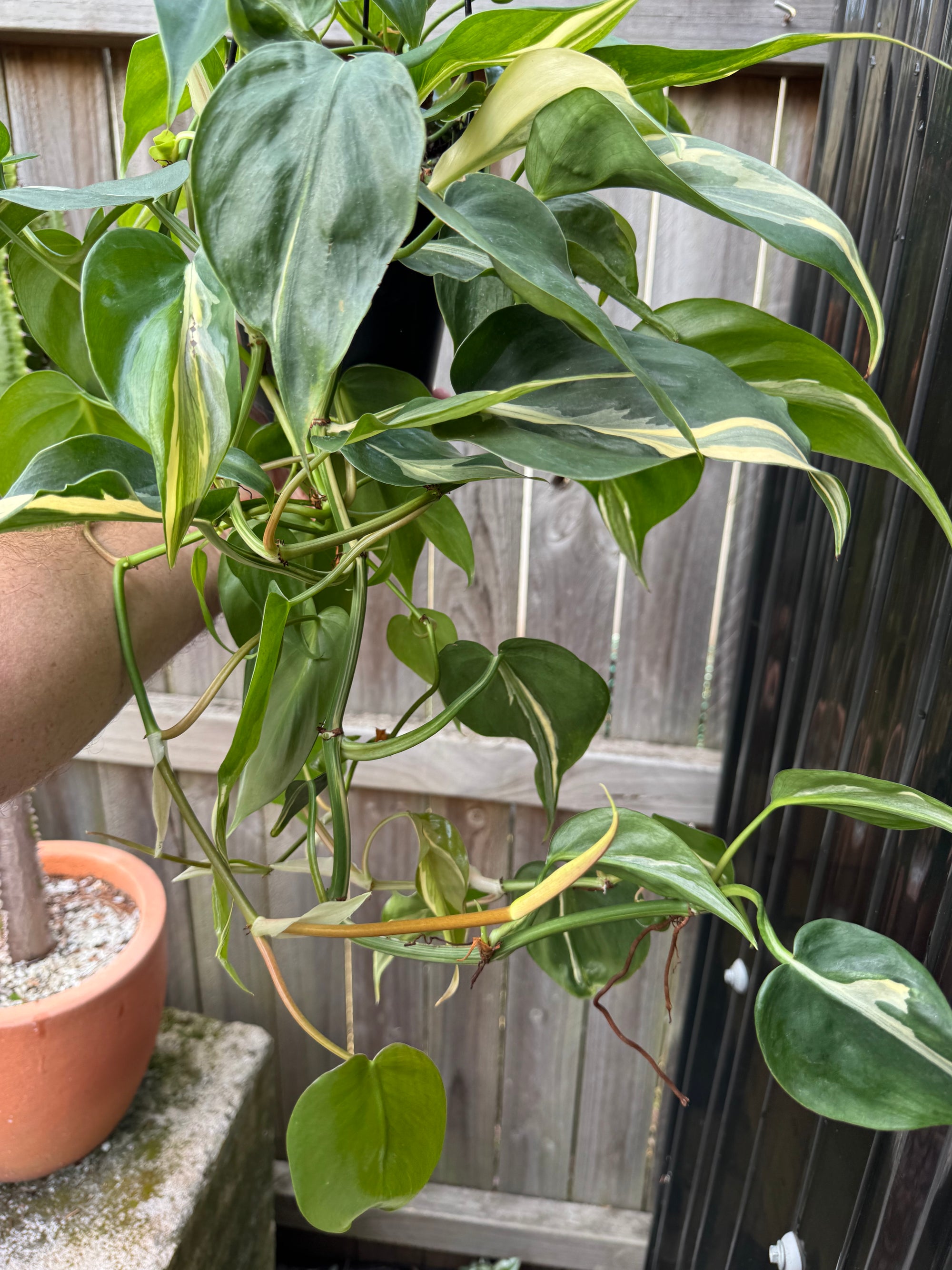 Philodendron 'Rio'